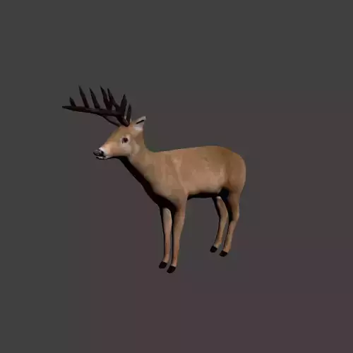 White Tailed Deer 3D model