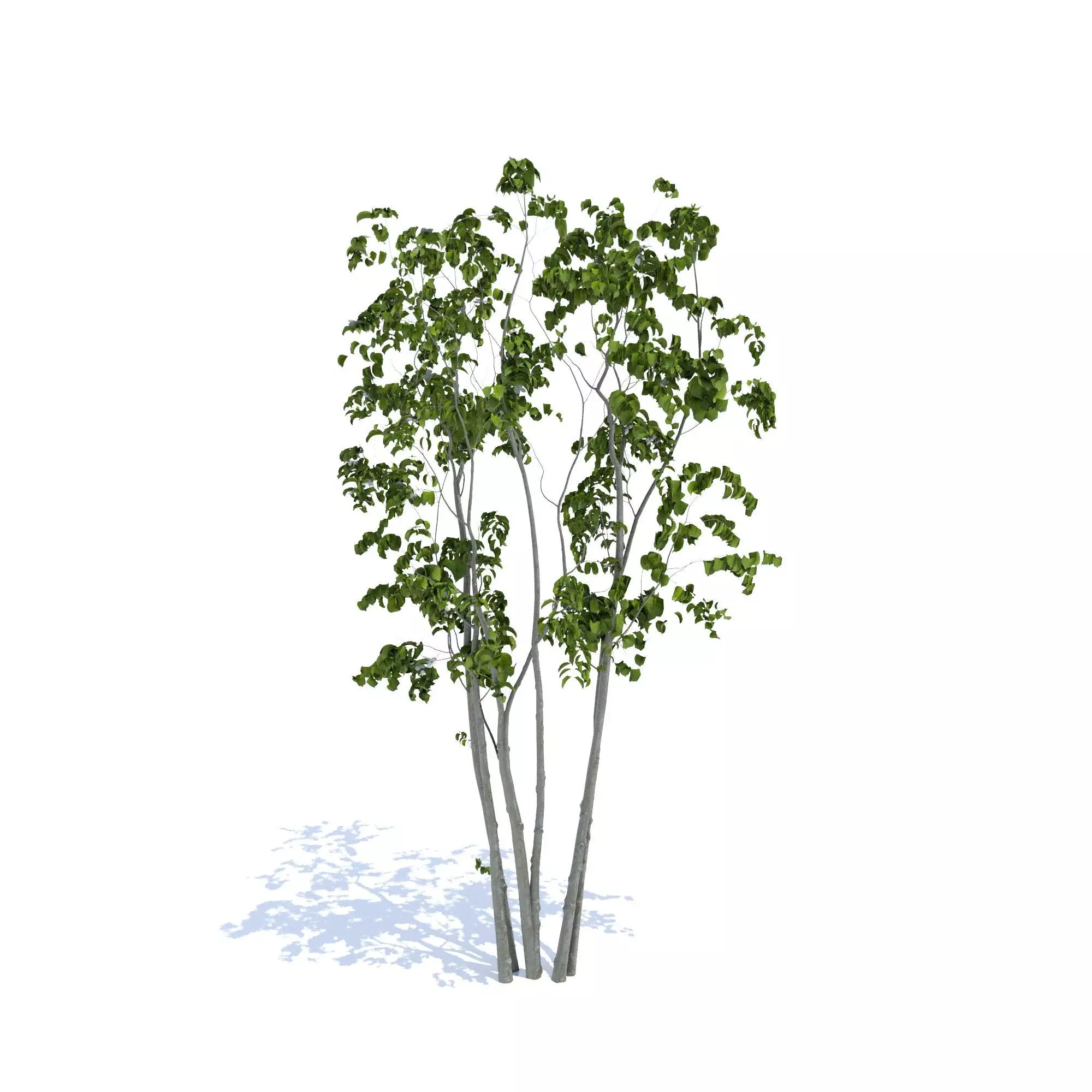 3Dmodel Tree Japanese Yamaboushi 3D model_0