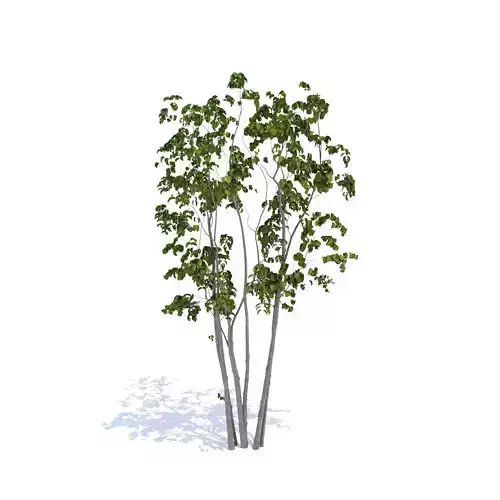 3Dmodel Tree Japanese Yamaboushi 3D model