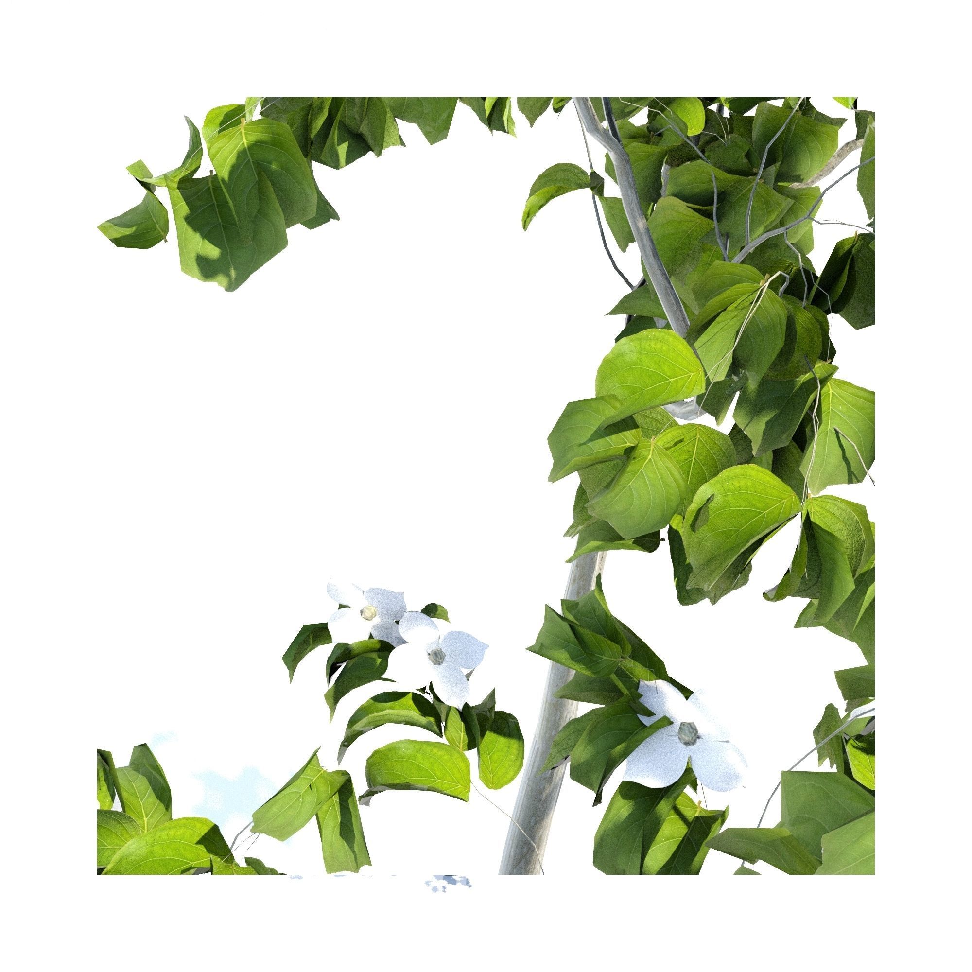 3Dmodel Tree Japanese Yamaboushi 3D model_1