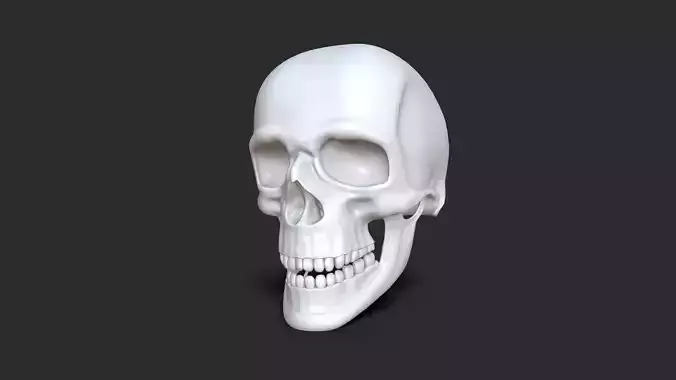 skull 3d Model