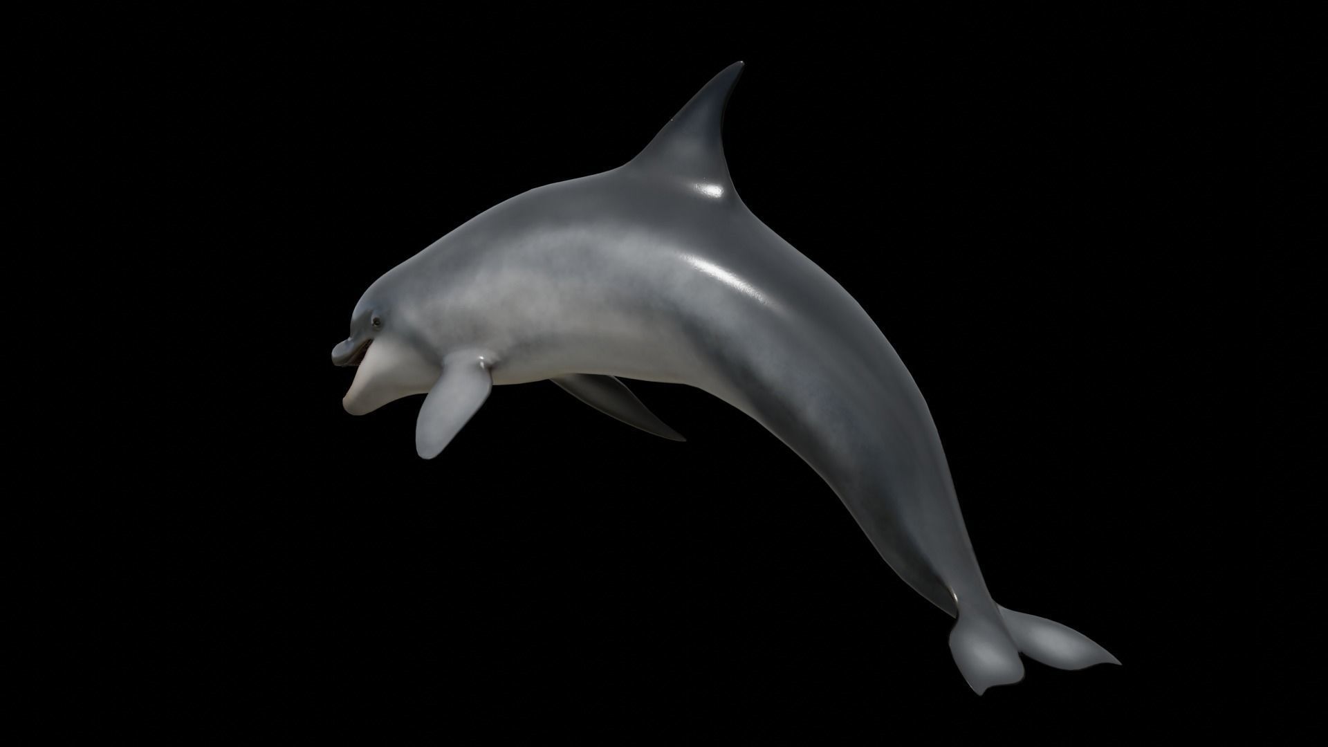 Bottlenose dolphin Low-poly 3D model_6
