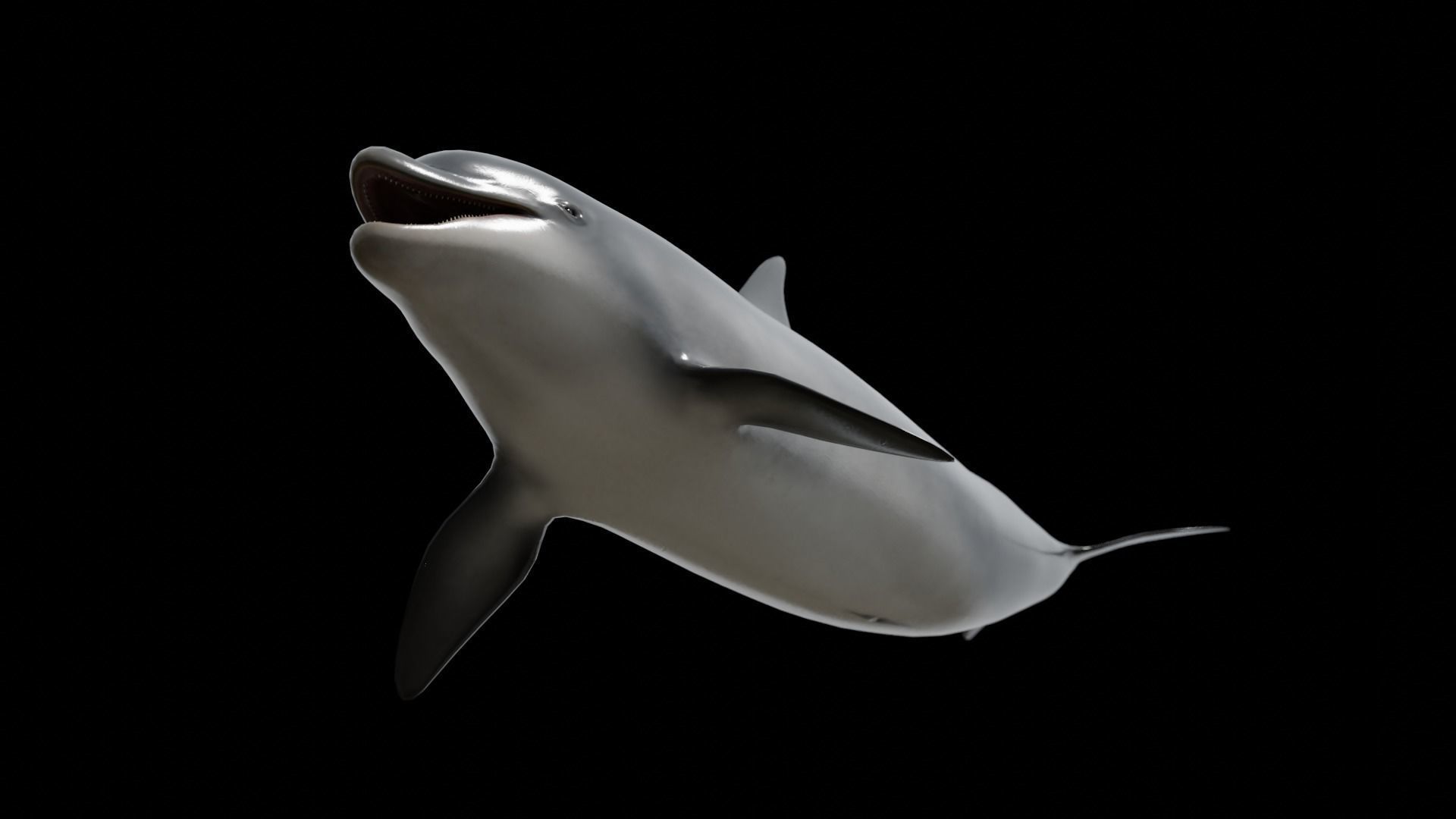 Bottlenose dolphin Low-poly 3D model_12