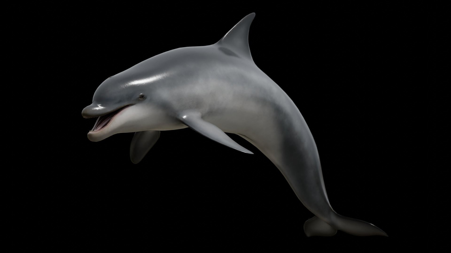 Bottlenose dolphin Low-poly 3D model_29