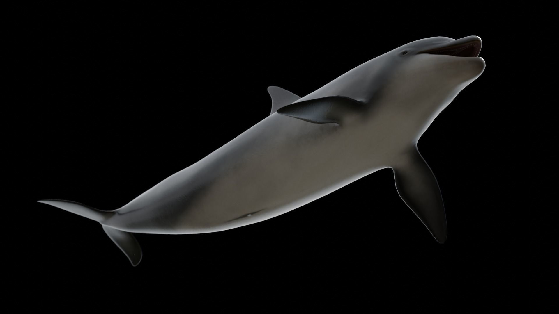 Bottlenose dolphin Low-poly 3D model_38