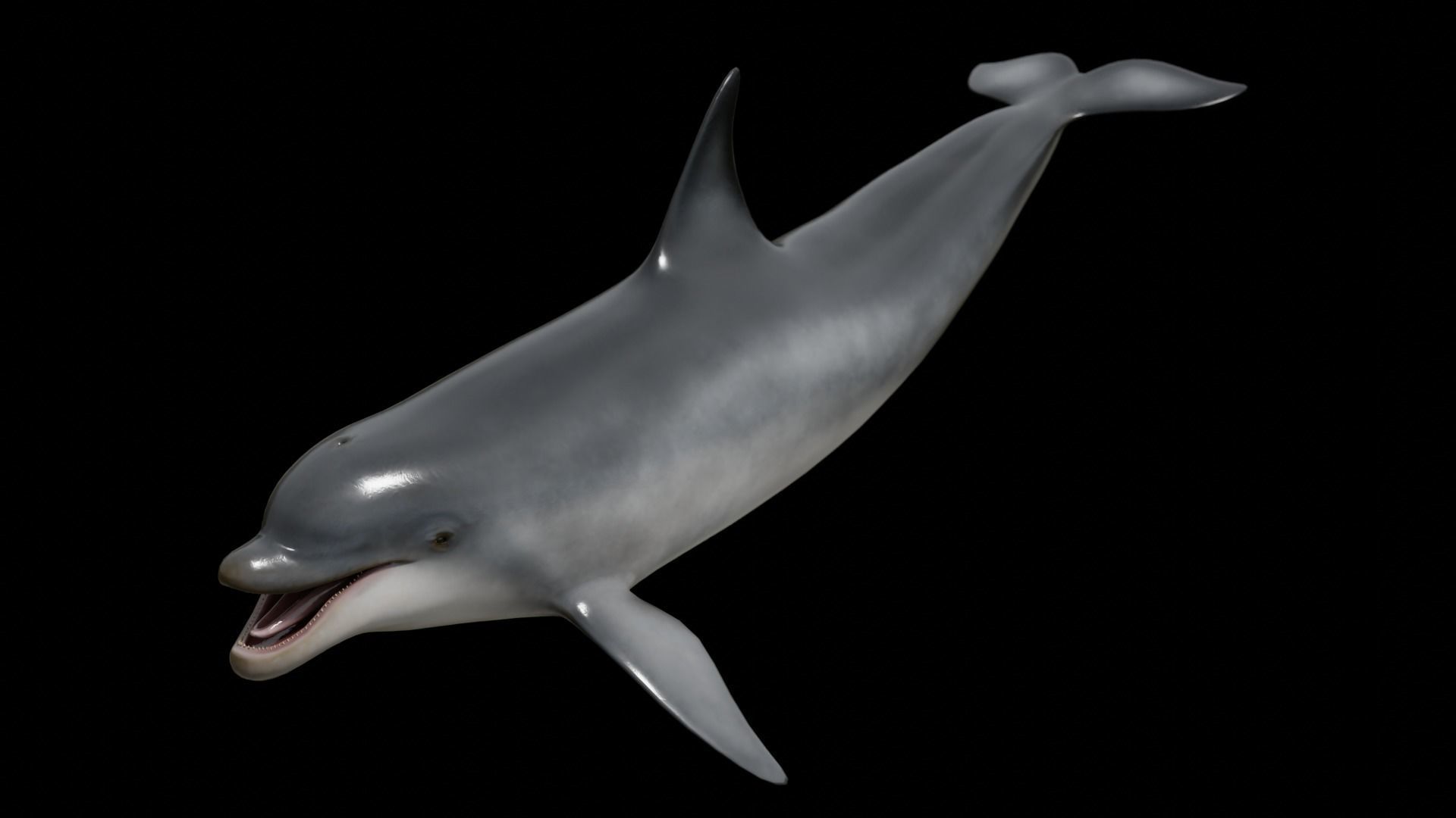 Bottlenose dolphin Low-poly 3D model_3