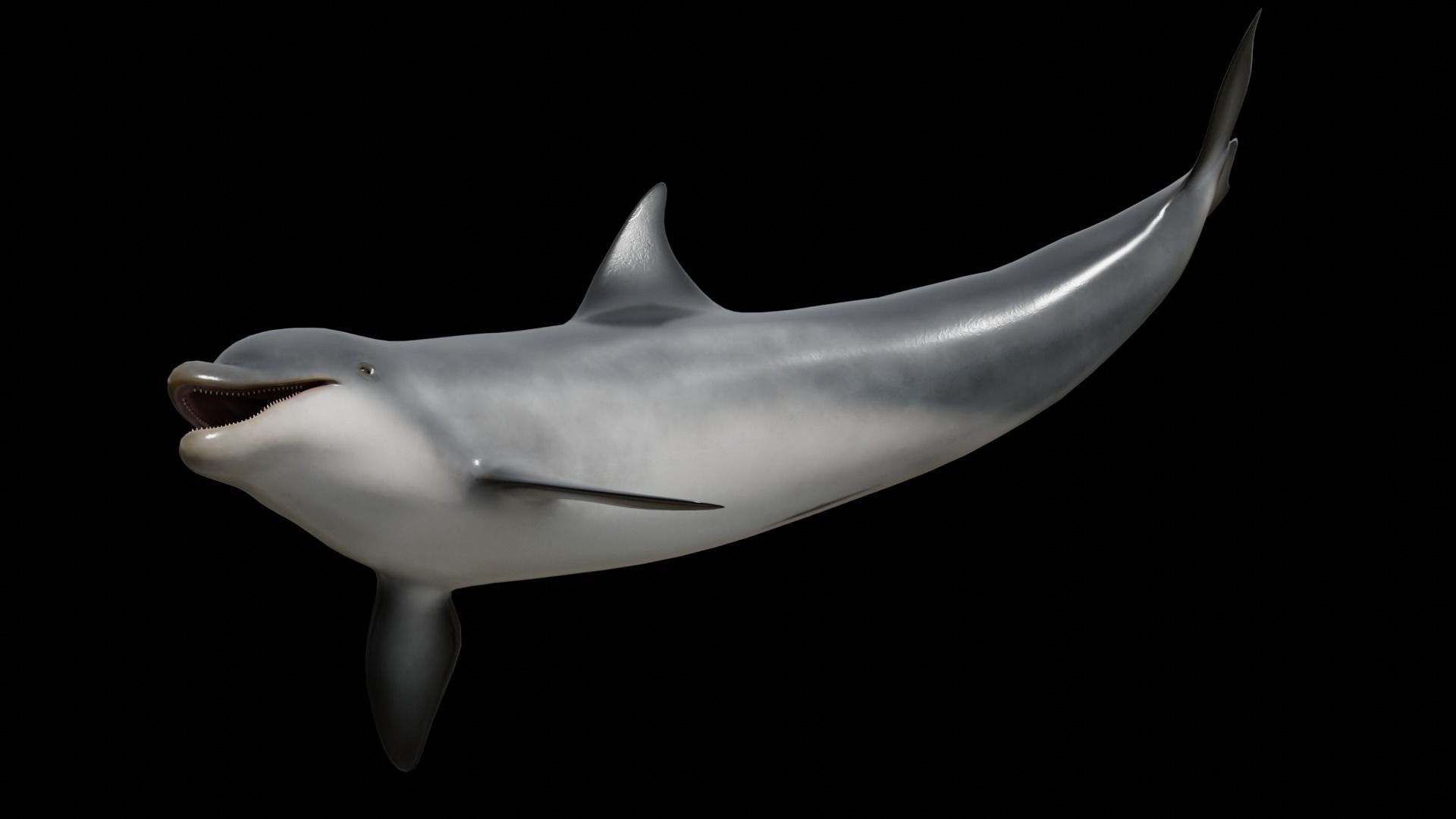 Bottlenose dolphin Low-poly 3D model_27