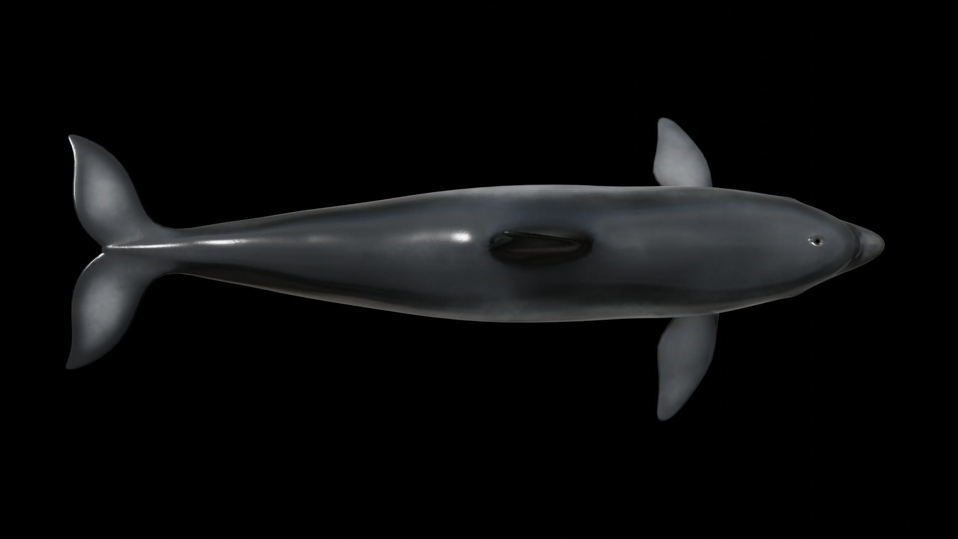 Bottlenose dolphin Low-poly 3D model_40
