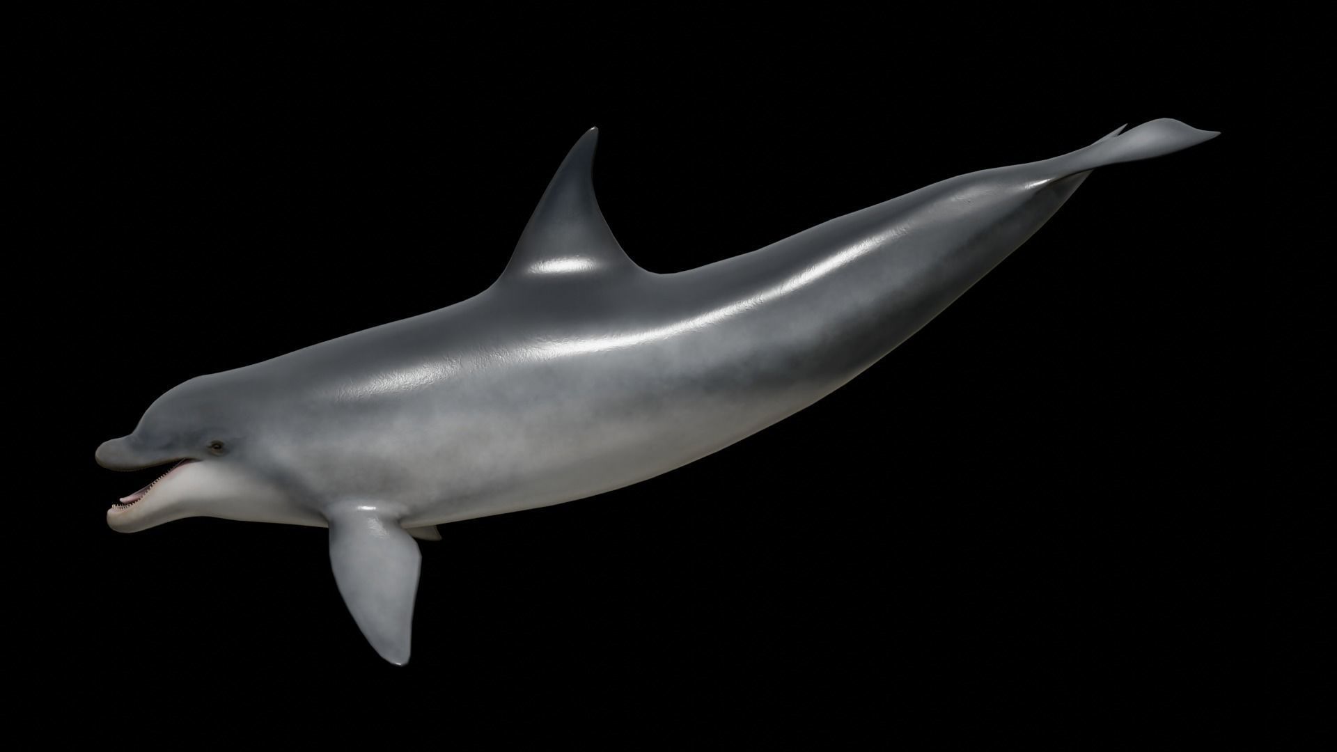 Bottlenose dolphin Low-poly 3D model_31