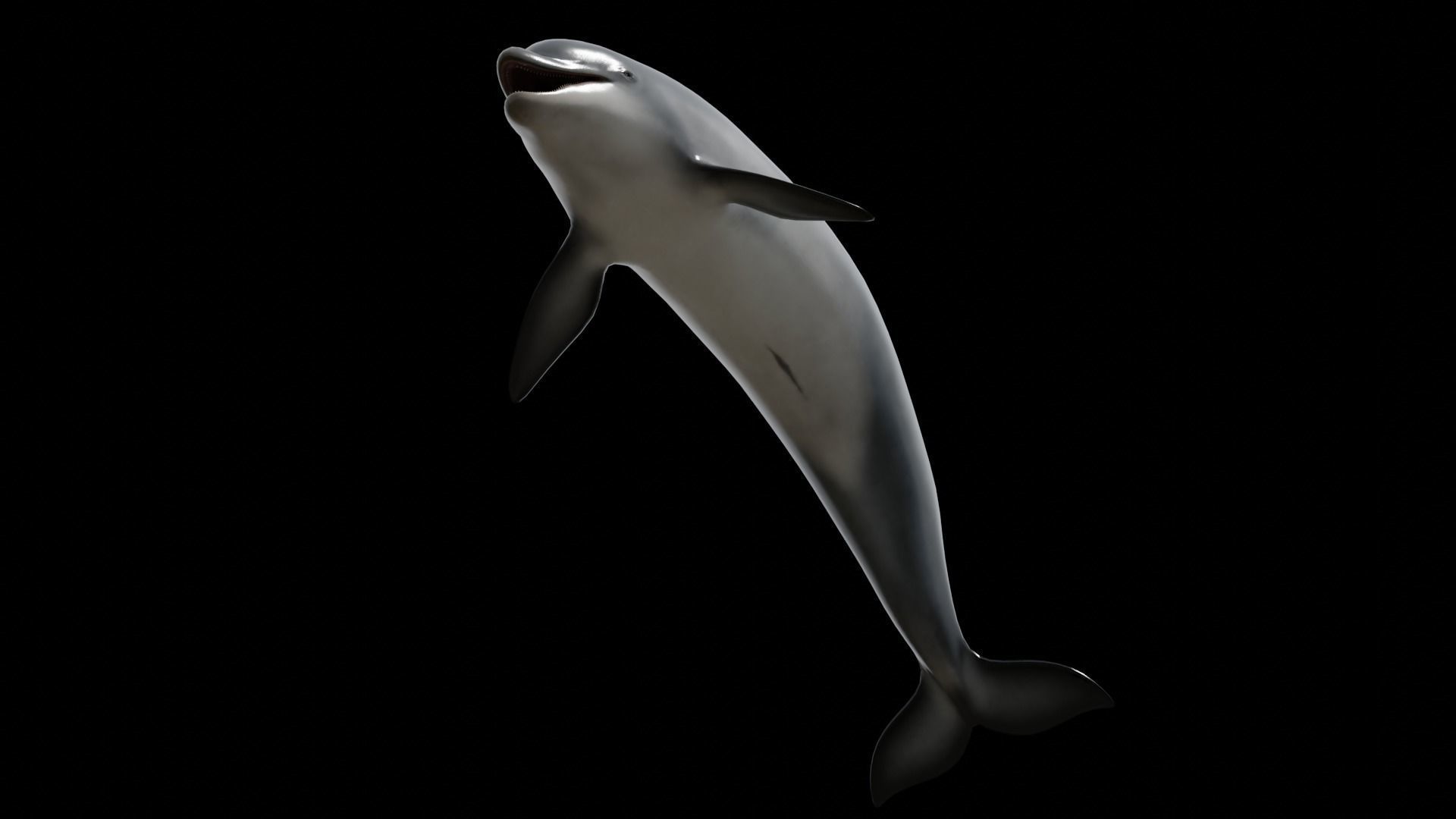 Bottlenose dolphin Low-poly 3D model_32