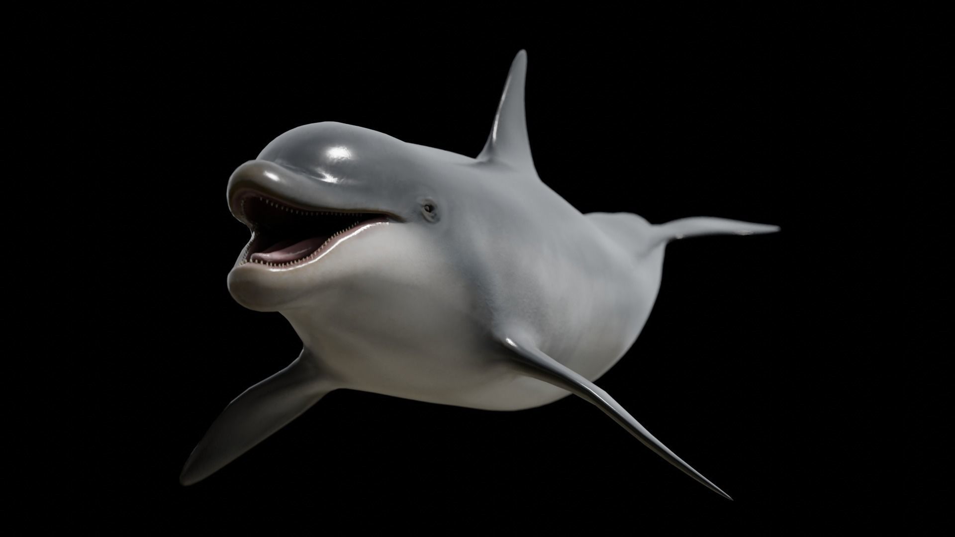 Bottlenose dolphin Low-poly 3D model_34