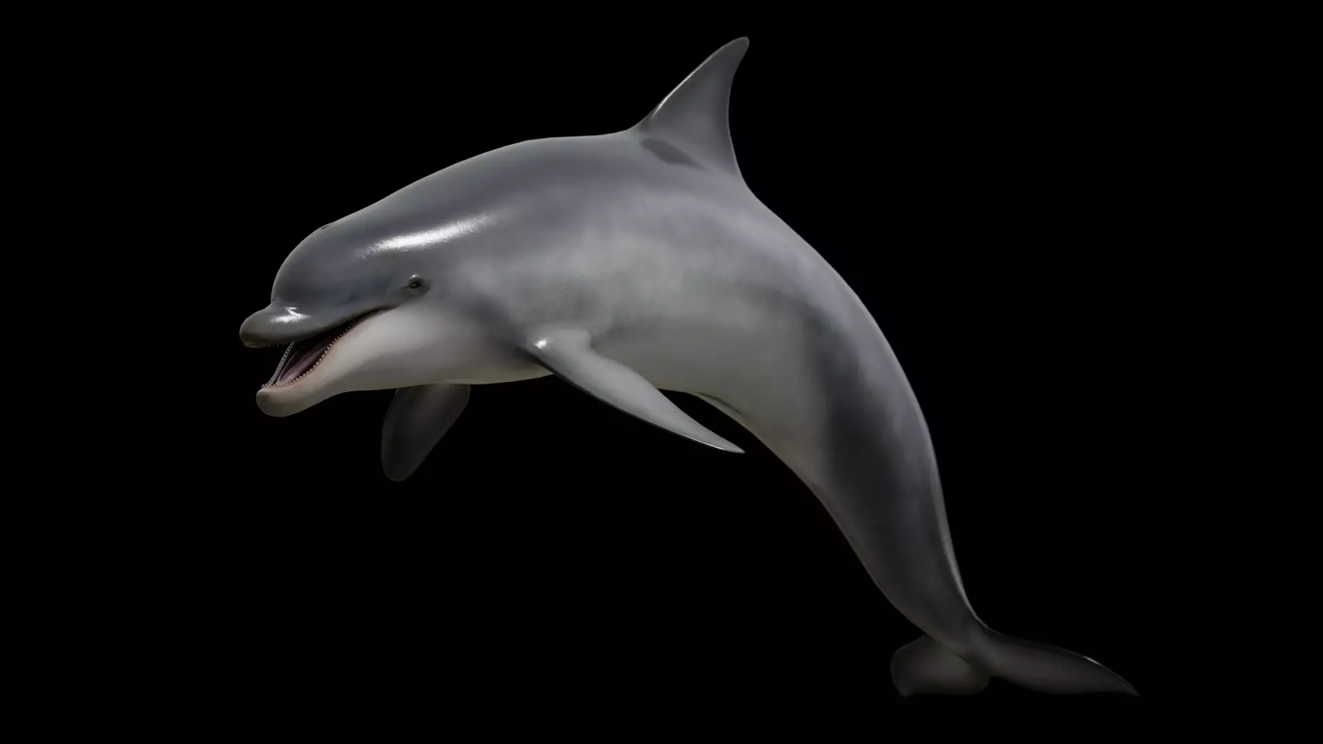 Bottlenose dolphin Low-poly 3D model_0