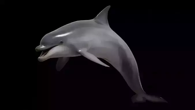 Bottlenose dolphin Low-poly 3D model