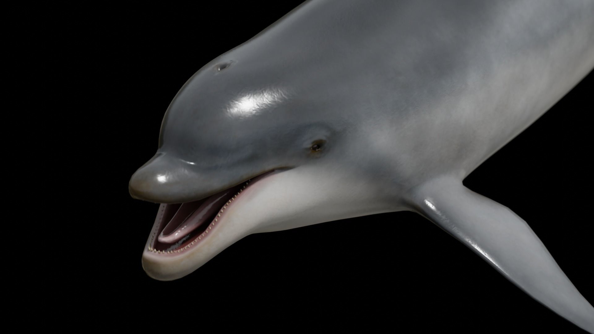Bottlenose dolphin Low-poly 3D model_37