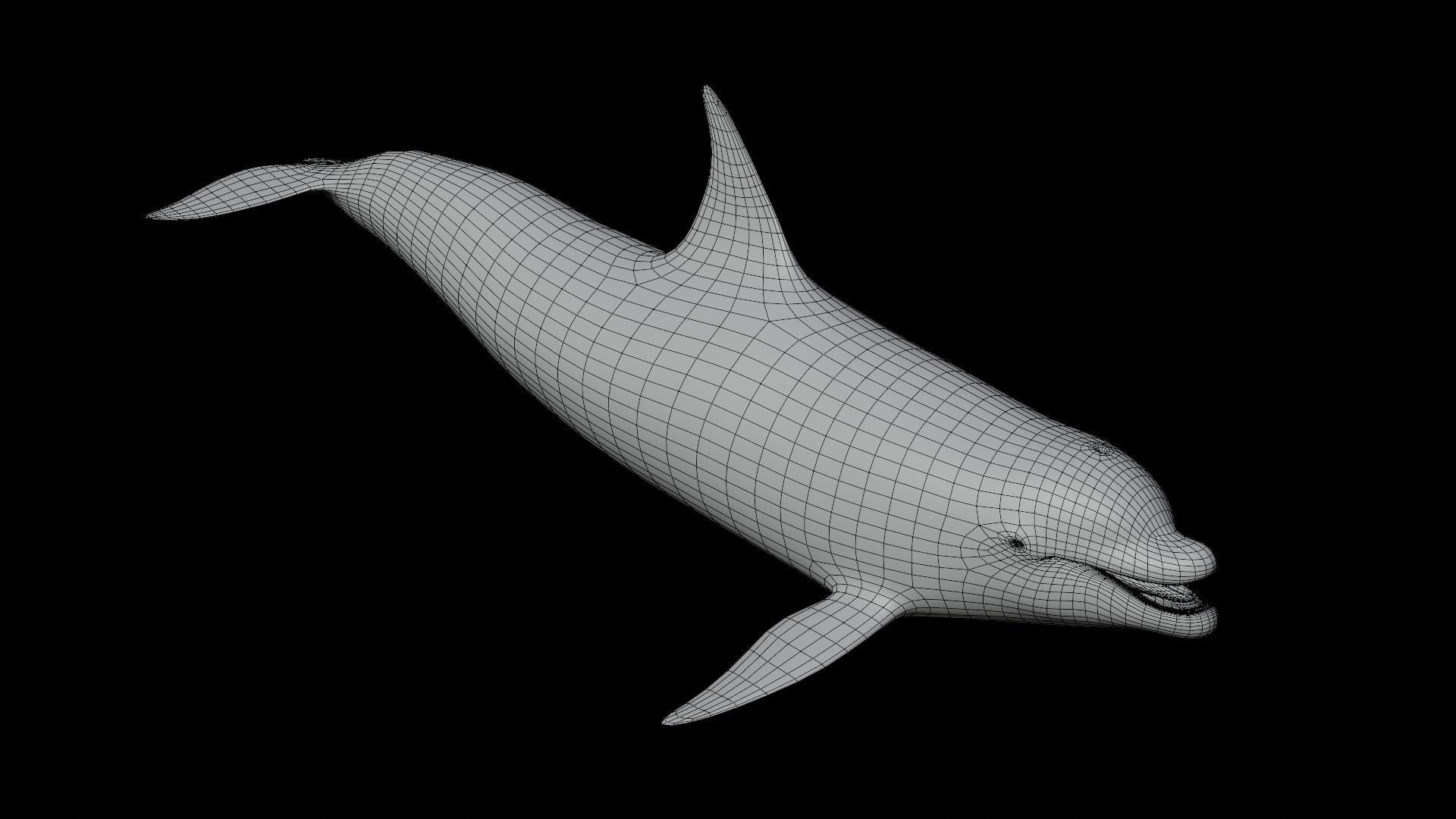 Bottlenose dolphin Low-poly 3D model_16