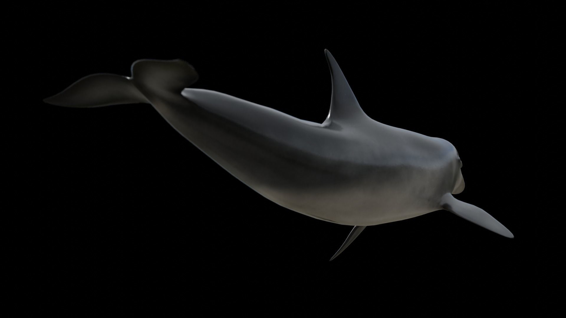 Bottlenose dolphin Low-poly 3D model_30