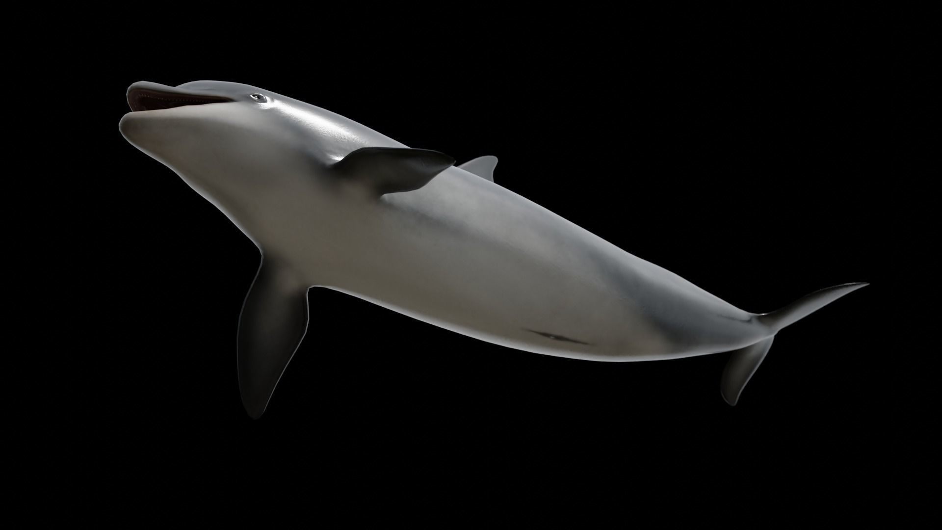 Bottlenose dolphin Low-poly 3D model_35