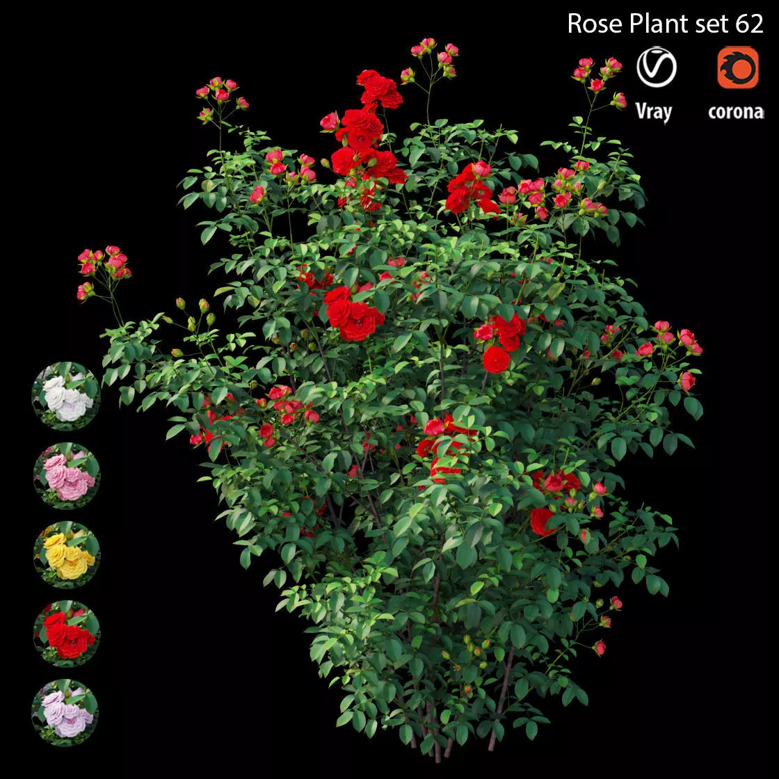 Rose plant set 62 3D model