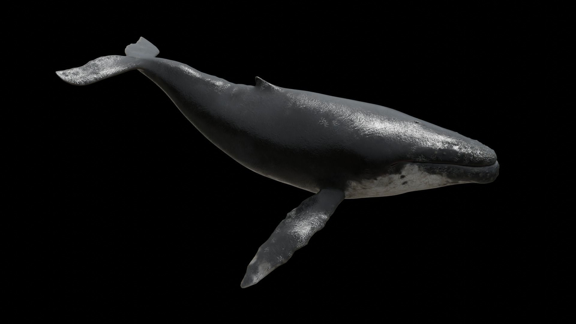 Cetaceans dolphins whales 3D Model Collection_37