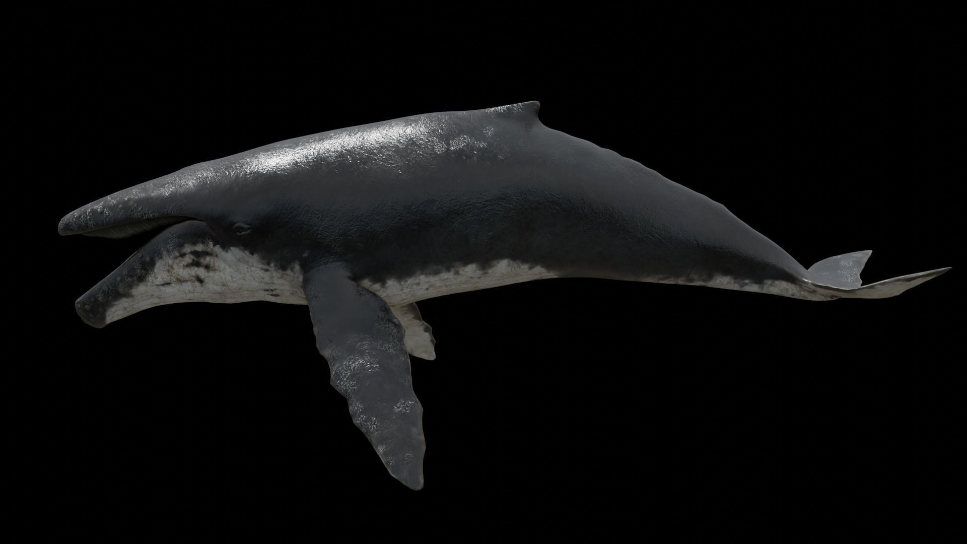 Cetaceans dolphins whales 3D Model Collection_36