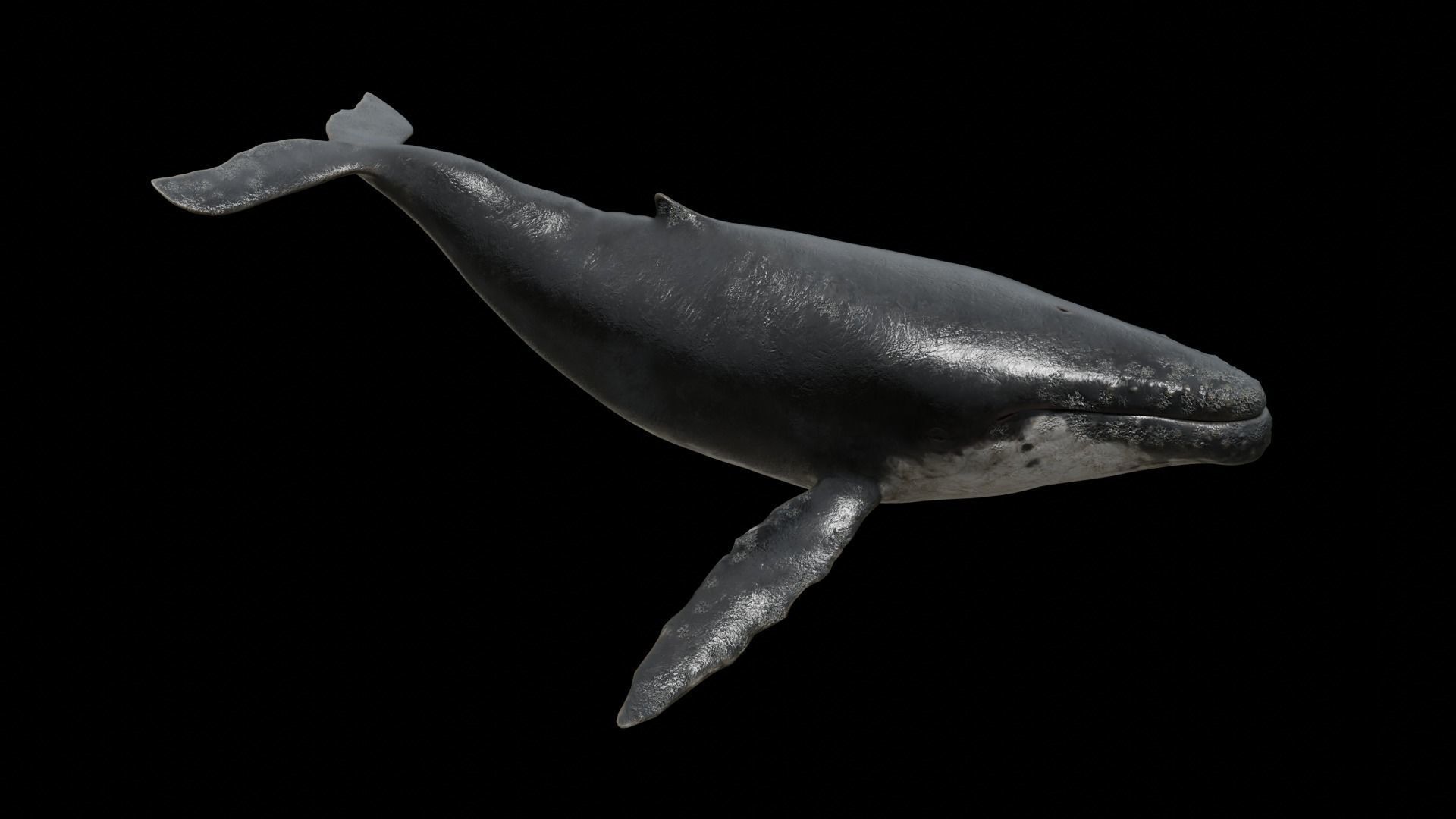 Cetaceans dolphins whales 3D Model Collection_31