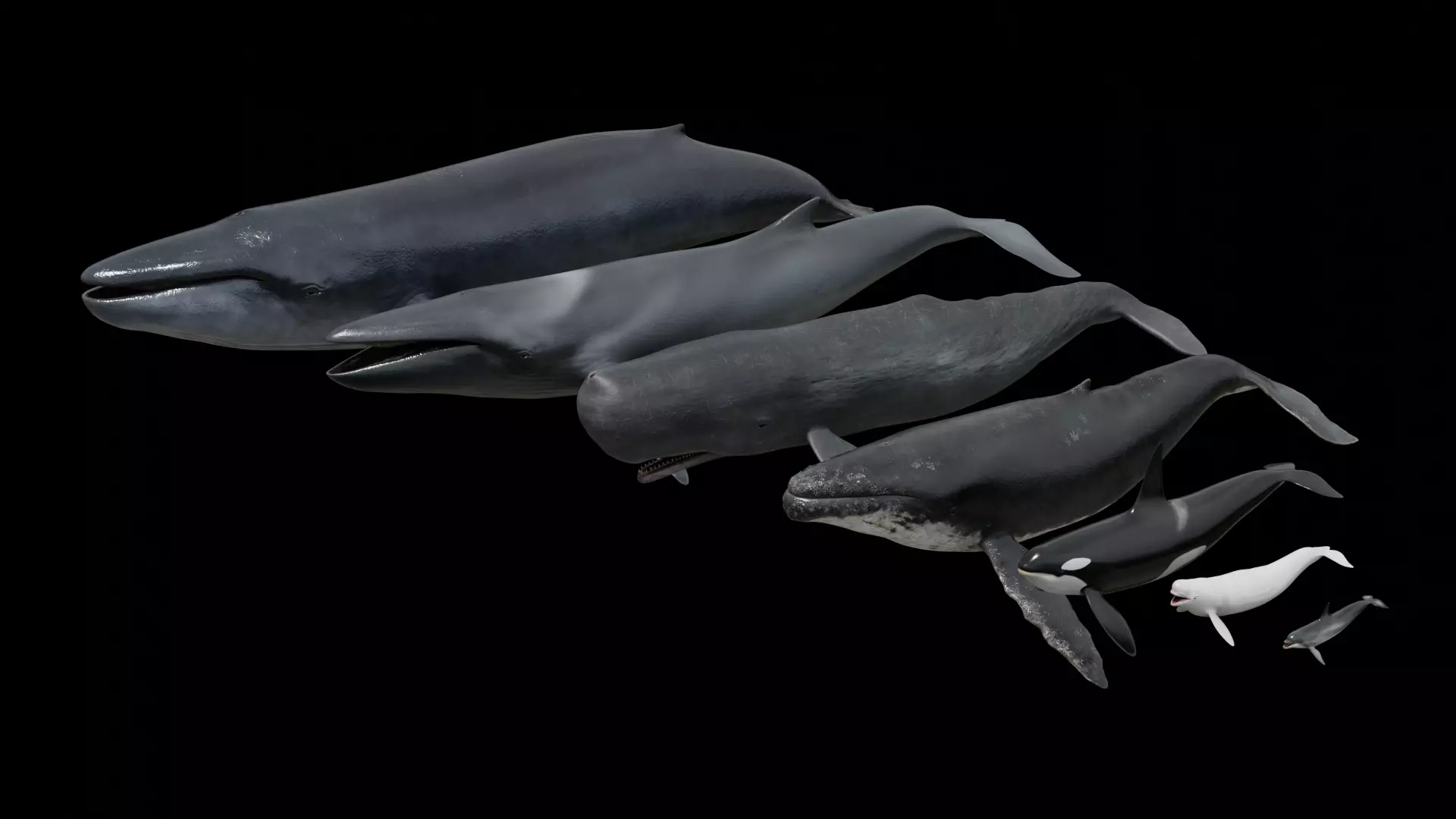 Cetaceans dolphins whales 3D Model Collection_0
