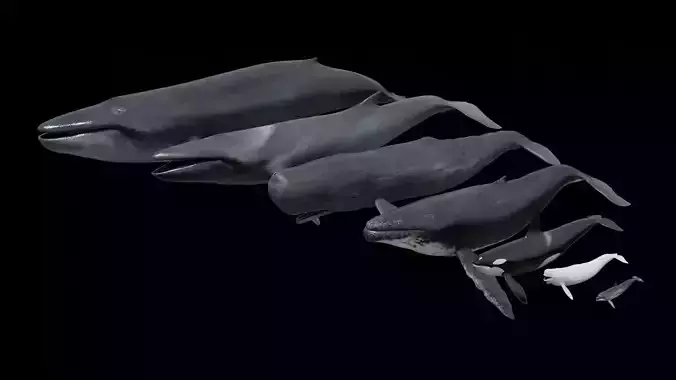 Cetaceans dolphins whales 3D Model Collection