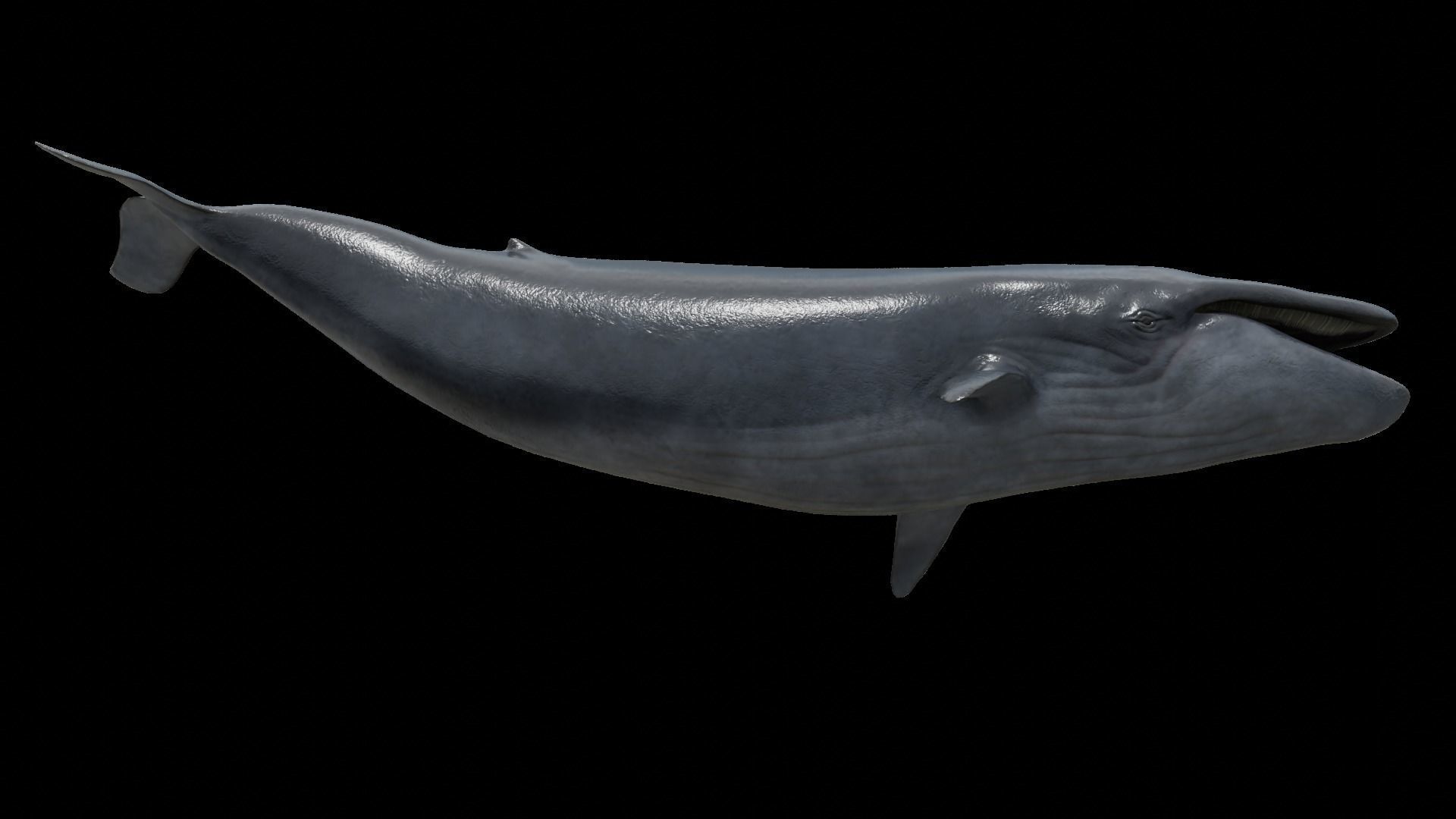 Cetaceans dolphins whales 3D Model Collection_53