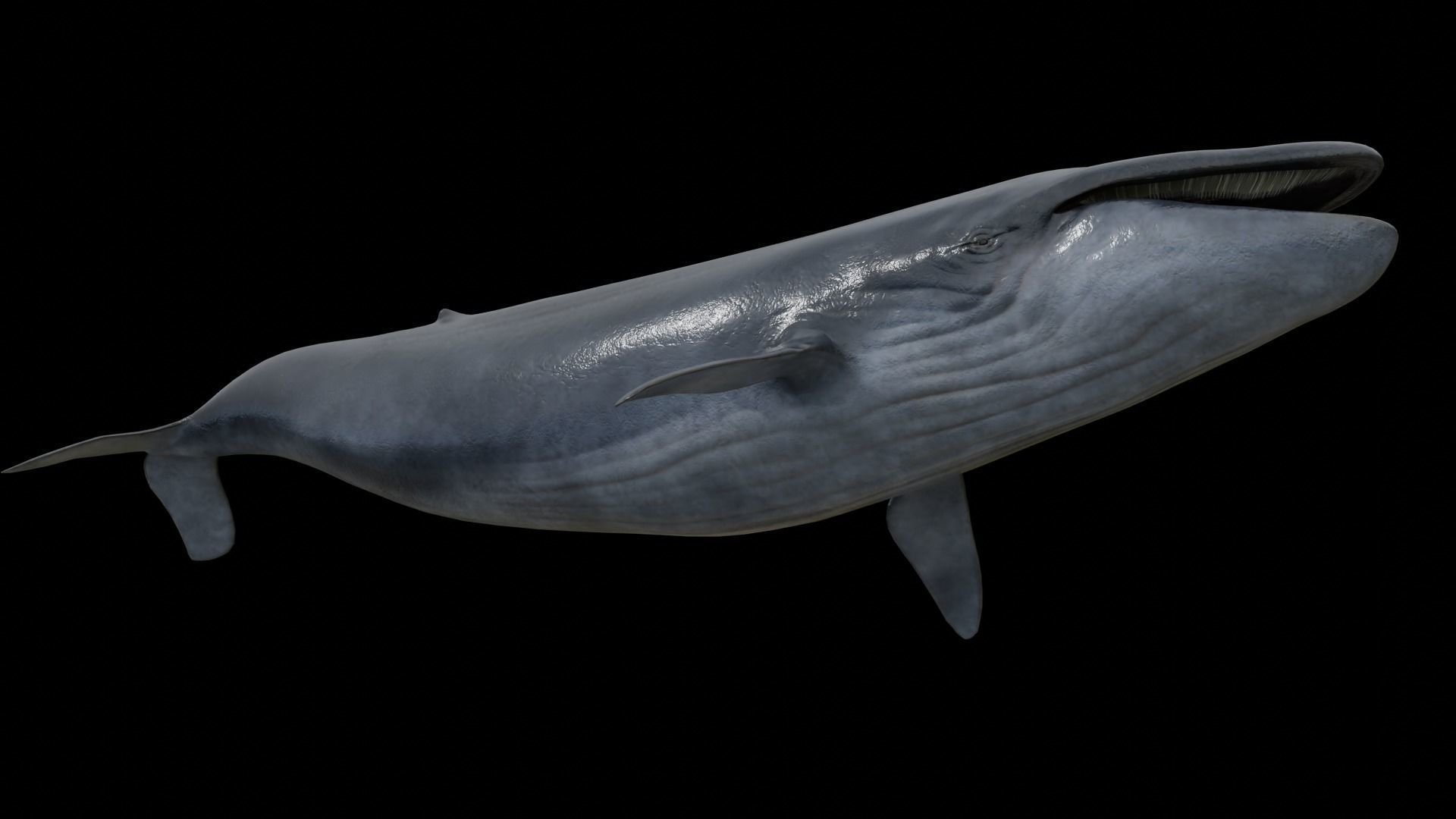 Cetaceans dolphins whales 3D Model Collection_59