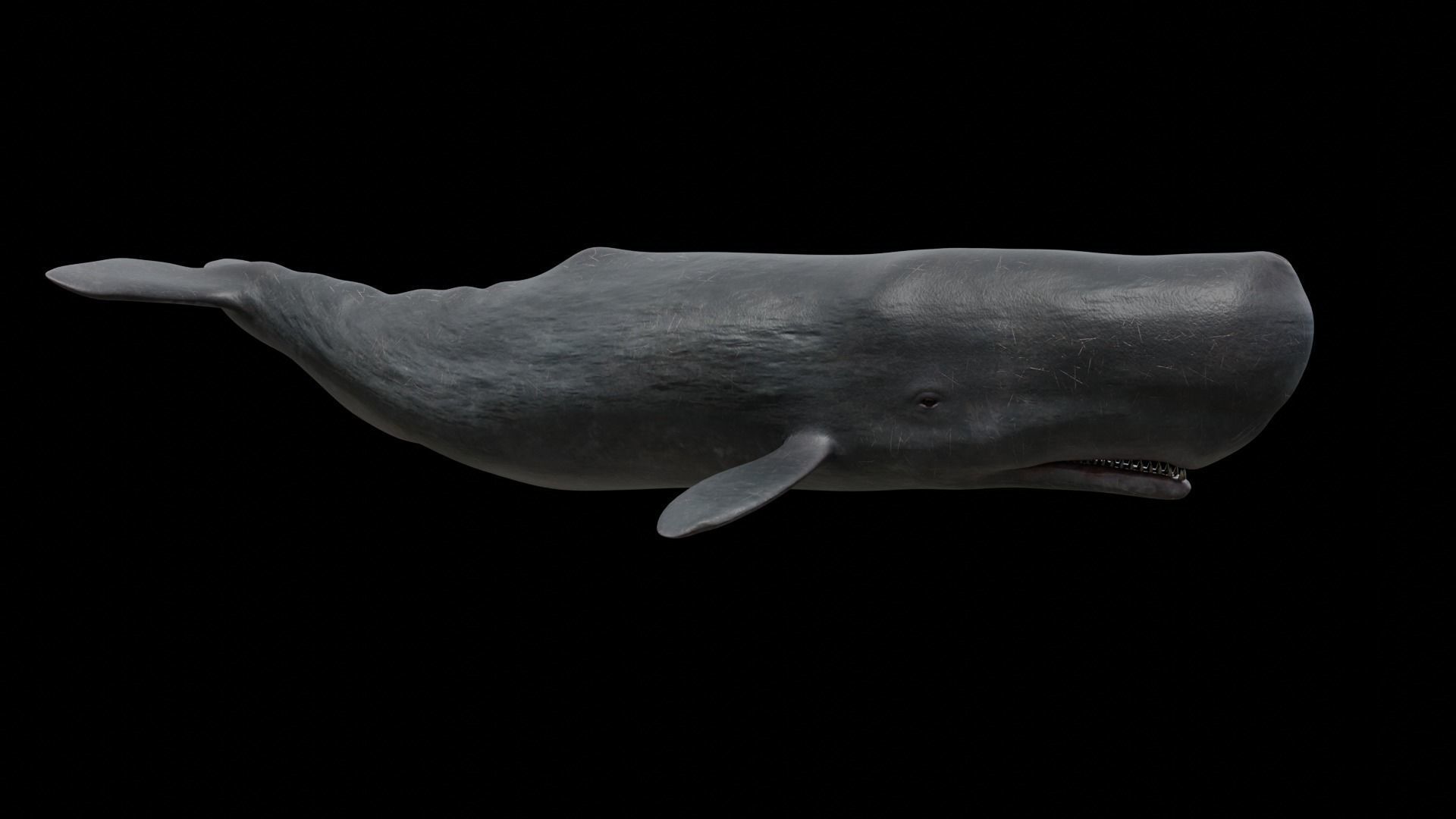 Cetaceans dolphins whales 3D Model Collection_72