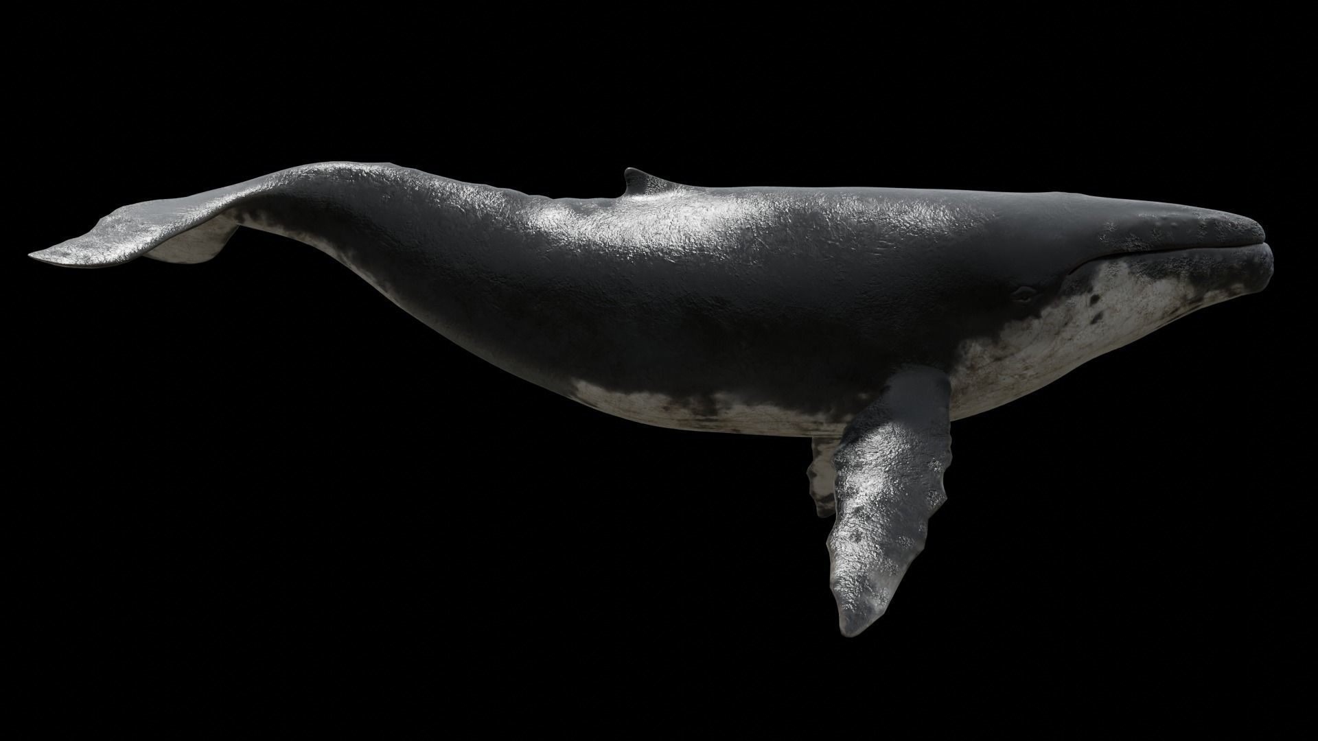Cetaceans dolphins whales 3D Model Collection_38
