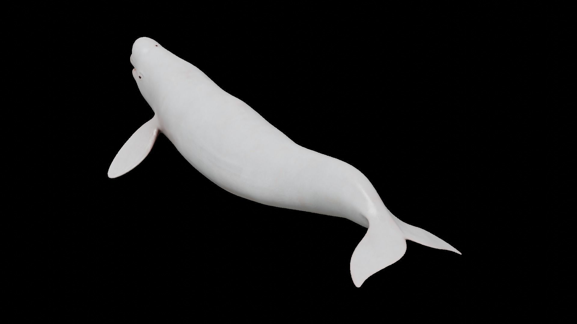 Cetaceans dolphins whales 3D Model Collection_25
