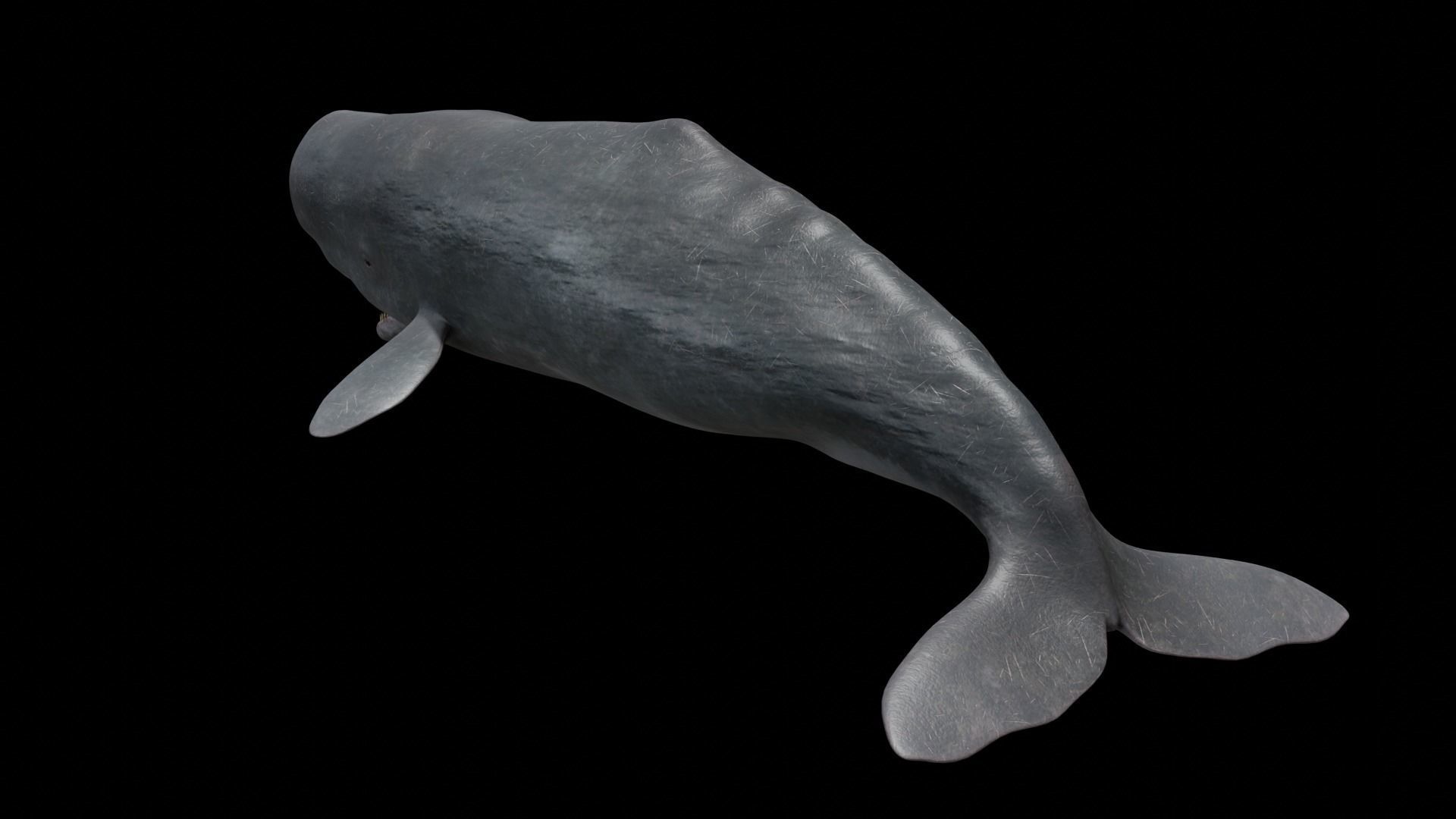 Cetaceans dolphins whales 3D Model Collection_75