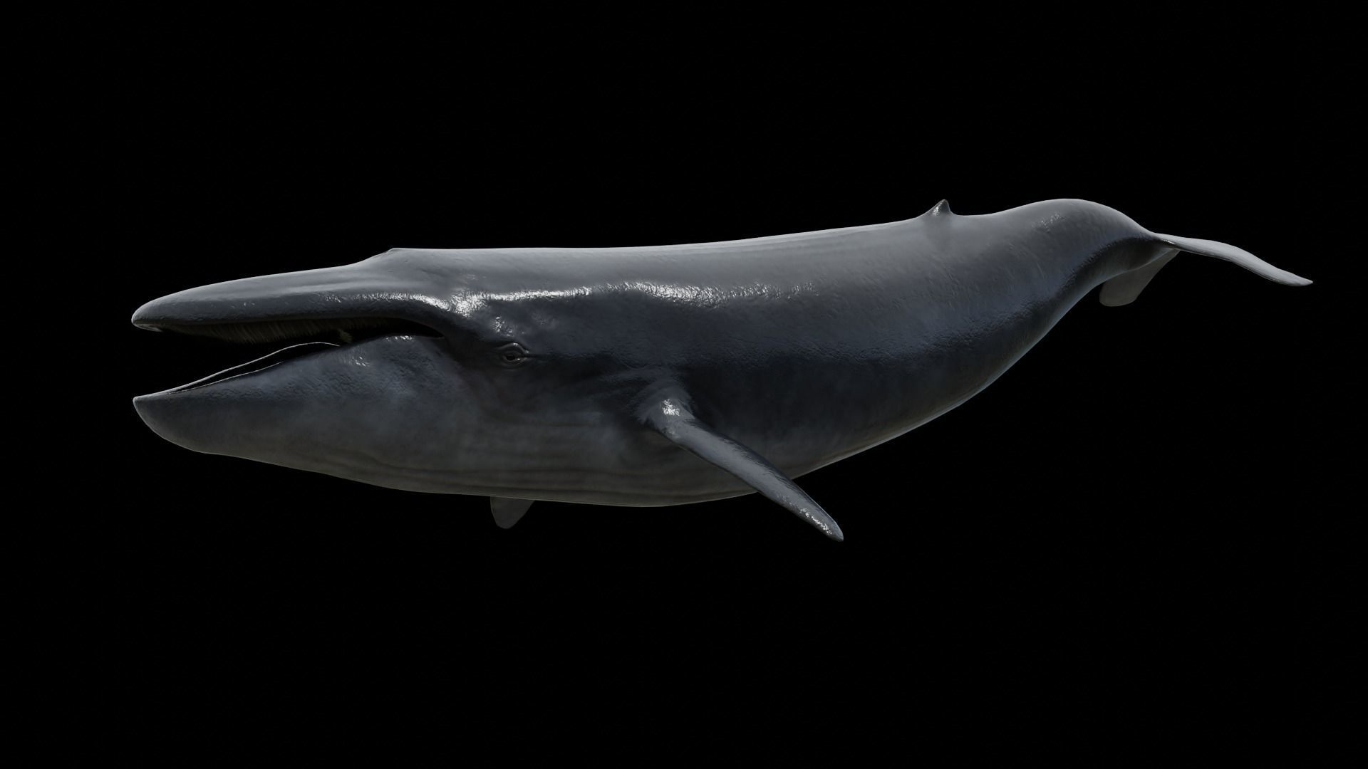 Cetaceans dolphins whales 3D Model Collection_60
