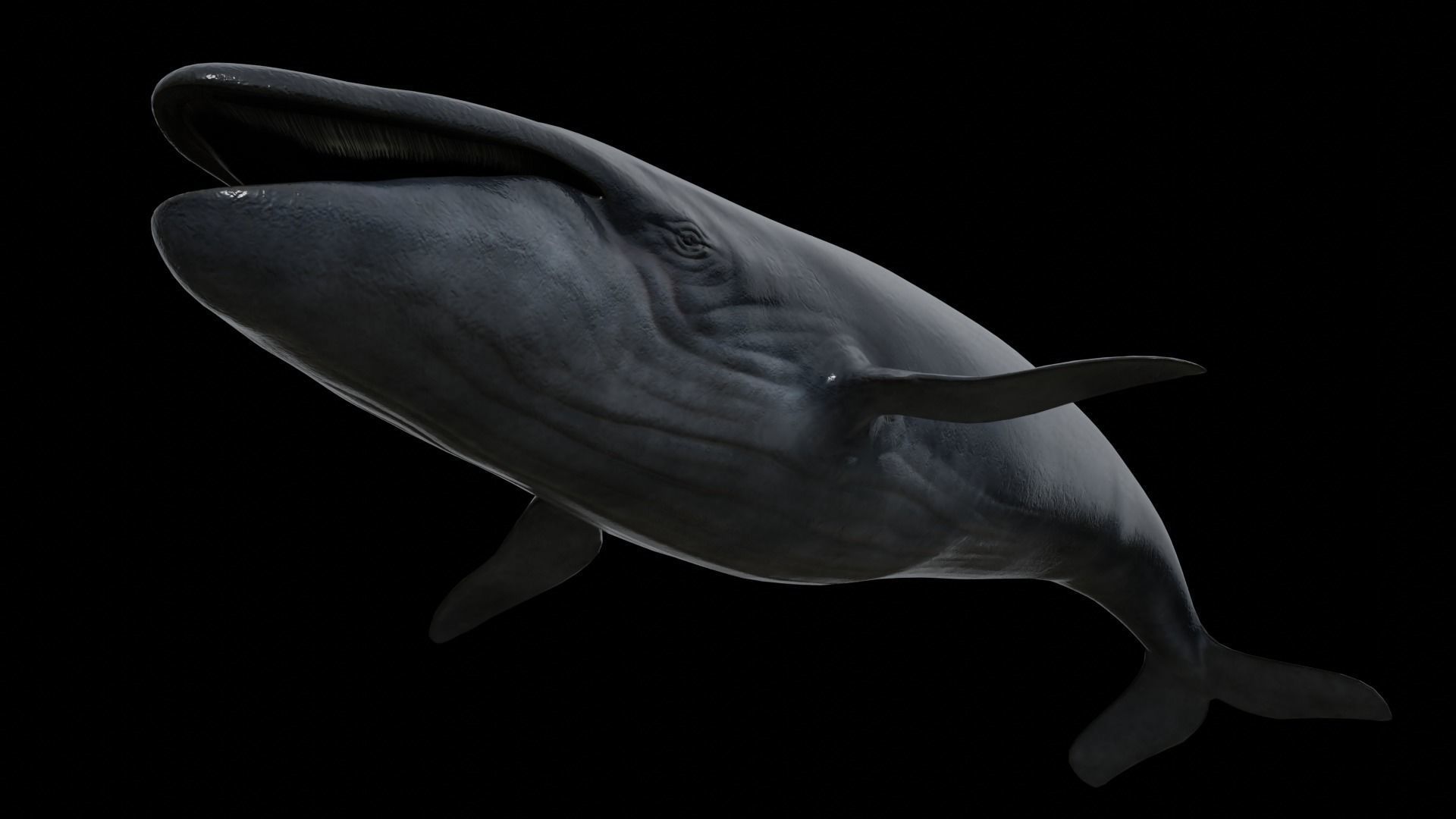 Cetaceans dolphins whales 3D Model Collection_46