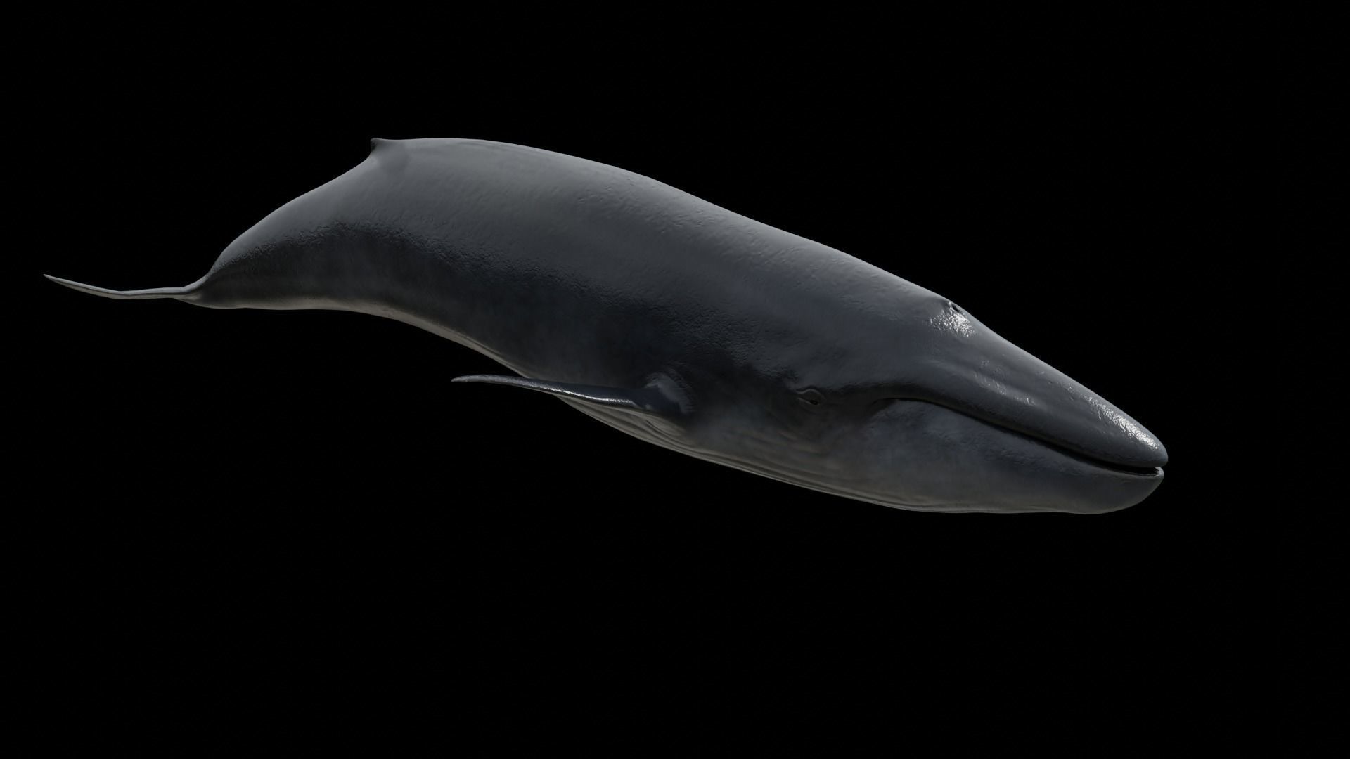 Cetaceans dolphins whales 3D Model Collection_45