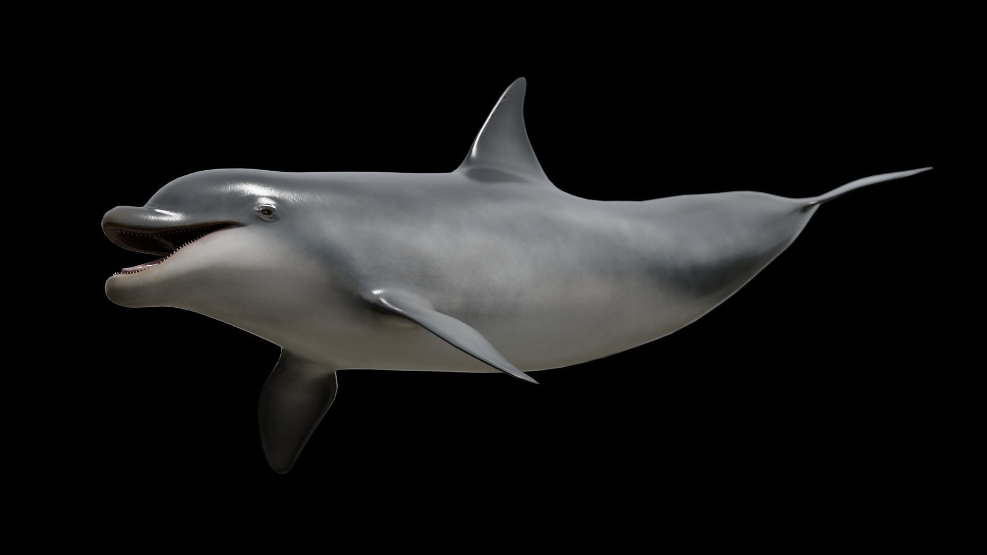 Cetaceans dolphins whales 3D Model Collection_19