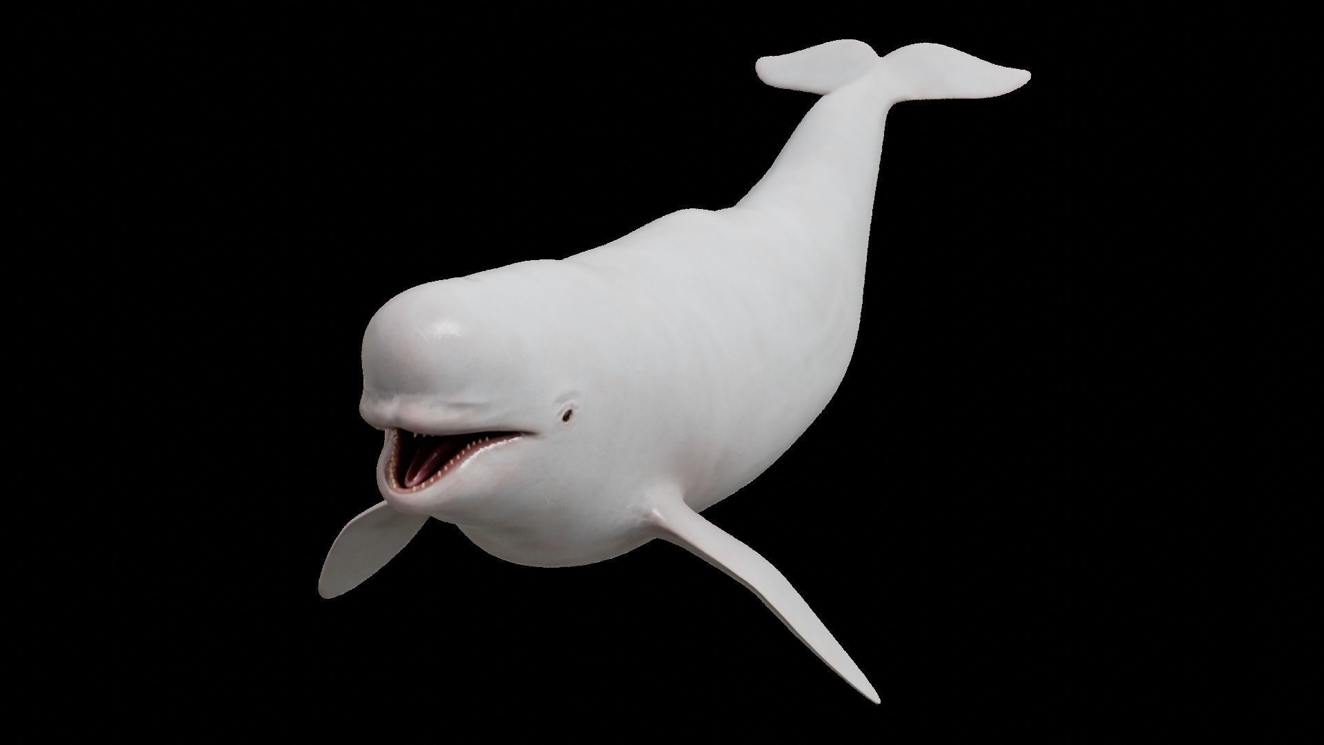 Cetaceans dolphins whales 3D Model Collection_29