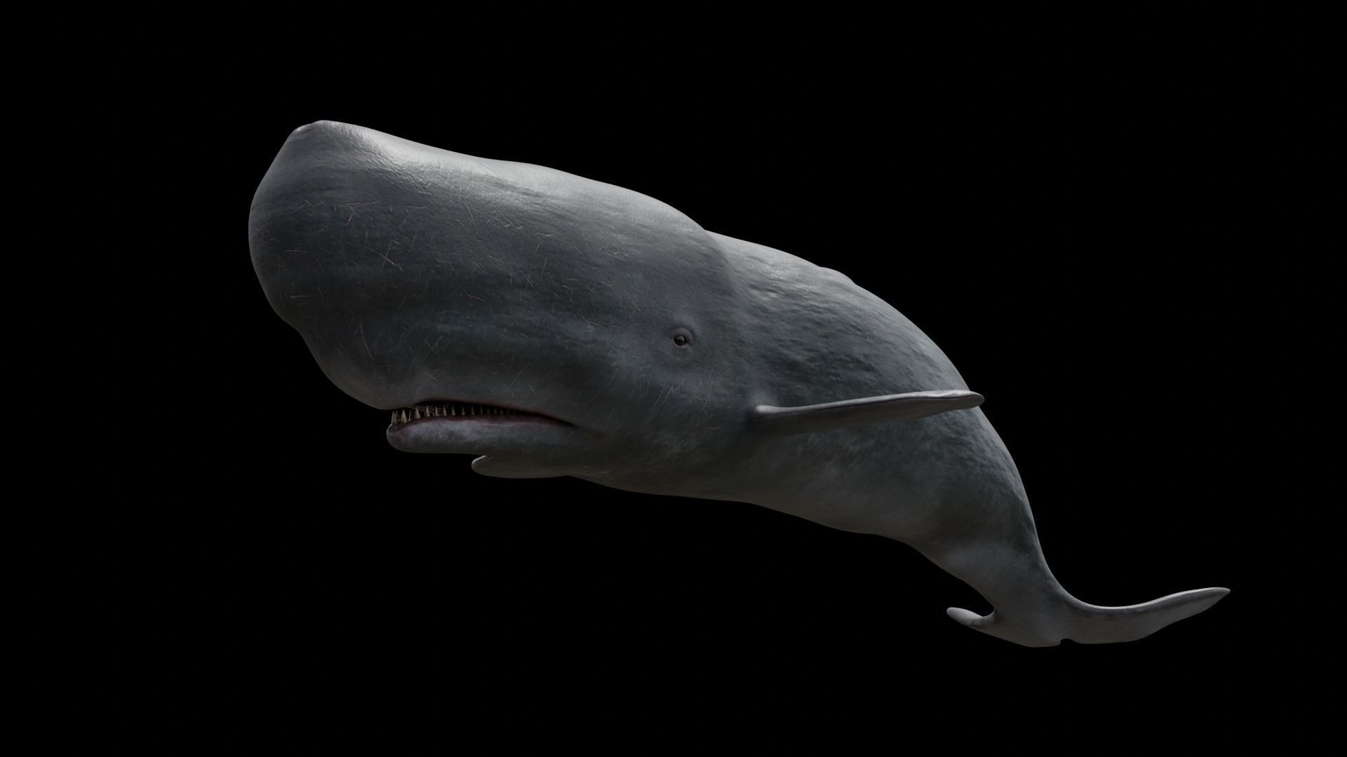 Cetaceans dolphins whales 3D Model Collection_73