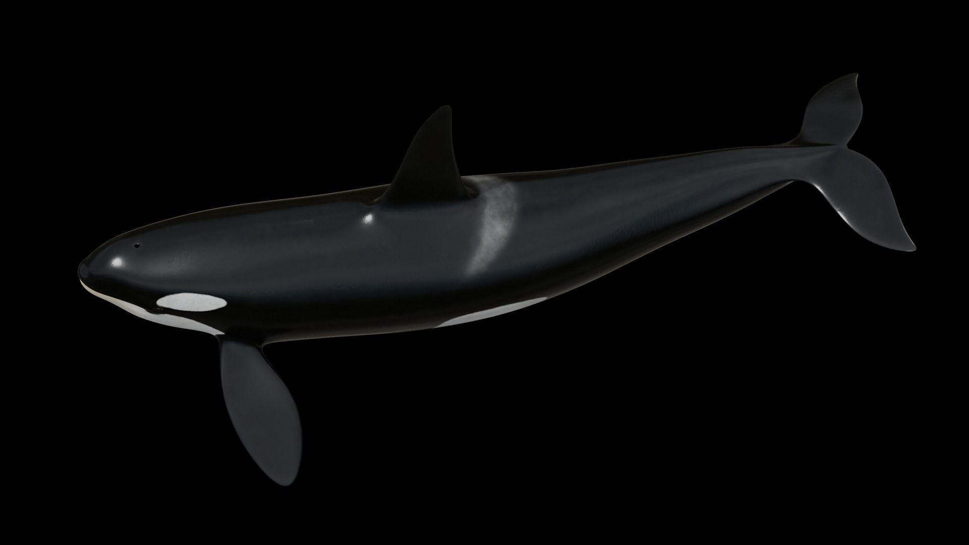 Cetaceans dolphins whales 3D Model Collection_8