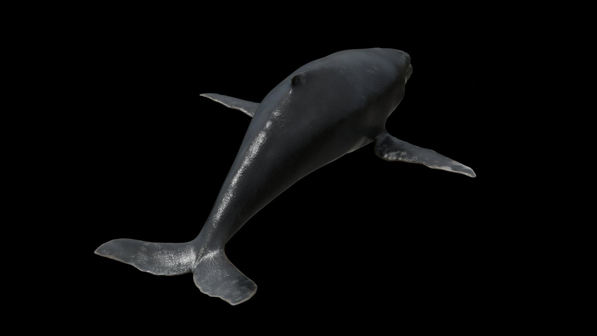 Cetaceans dolphins whales 3D Model Collection_34