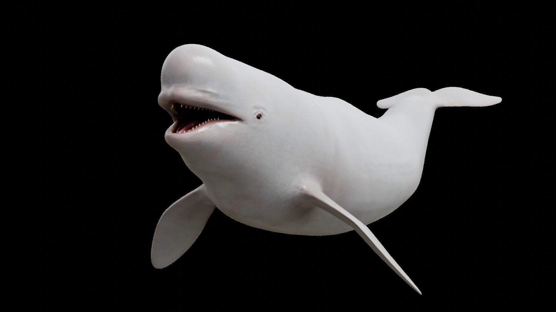 Cetaceans dolphins whales 3D Model Collection_22