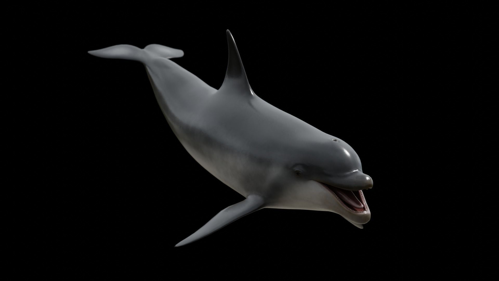 Cetaceans dolphins whales 3D Model Collection_20