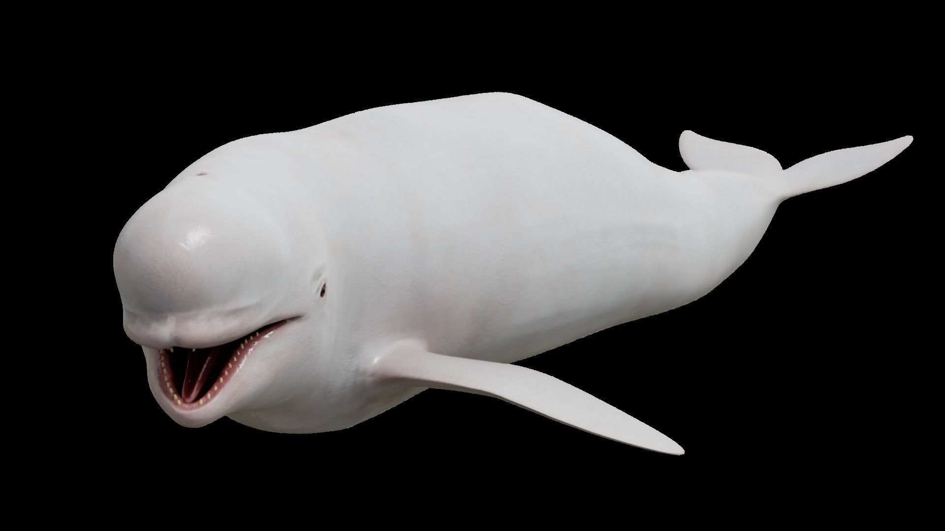 Cetaceans dolphins whales 3D Model Collection_24