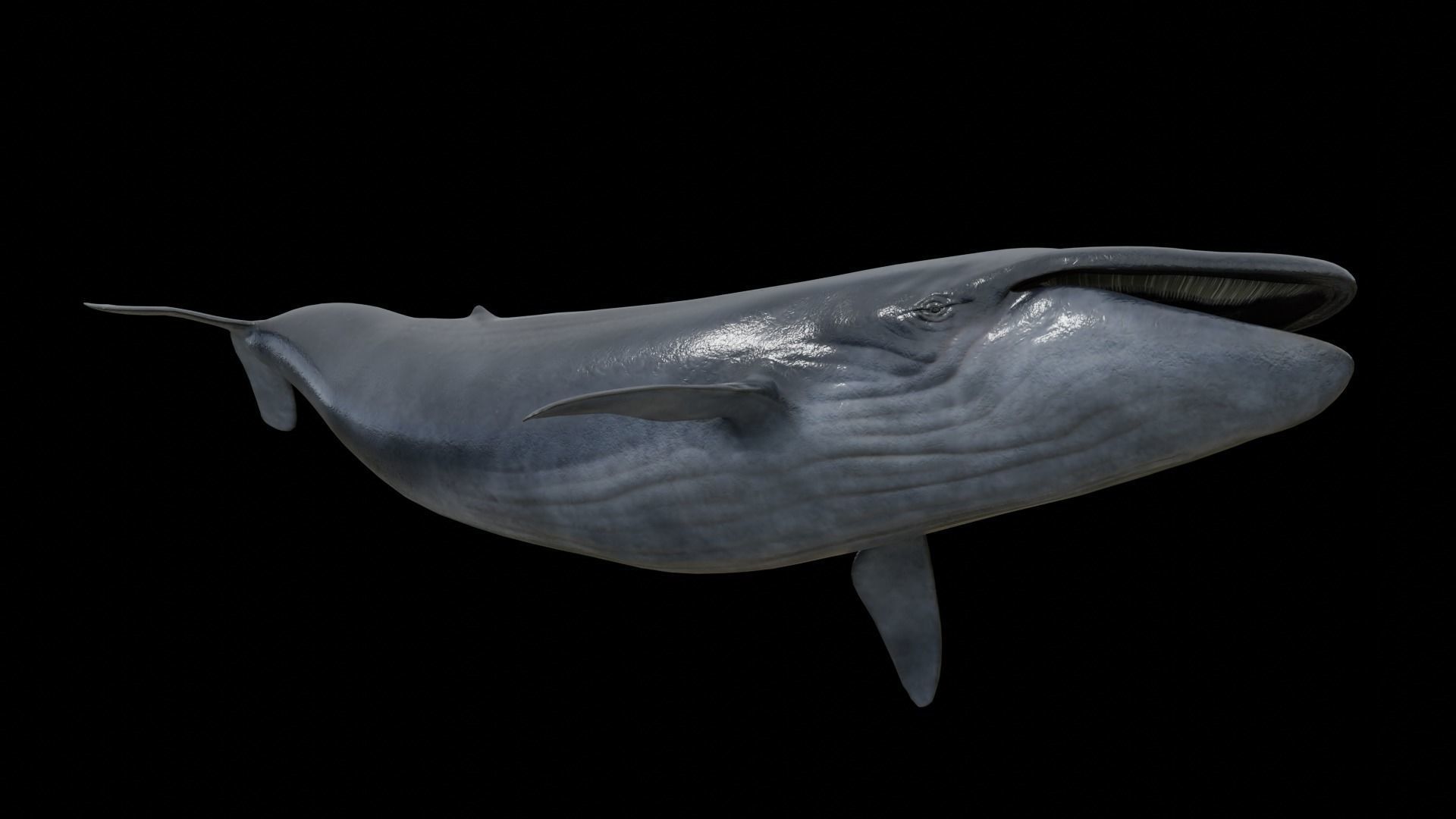 Cetaceans dolphins whales 3D Model Collection_62