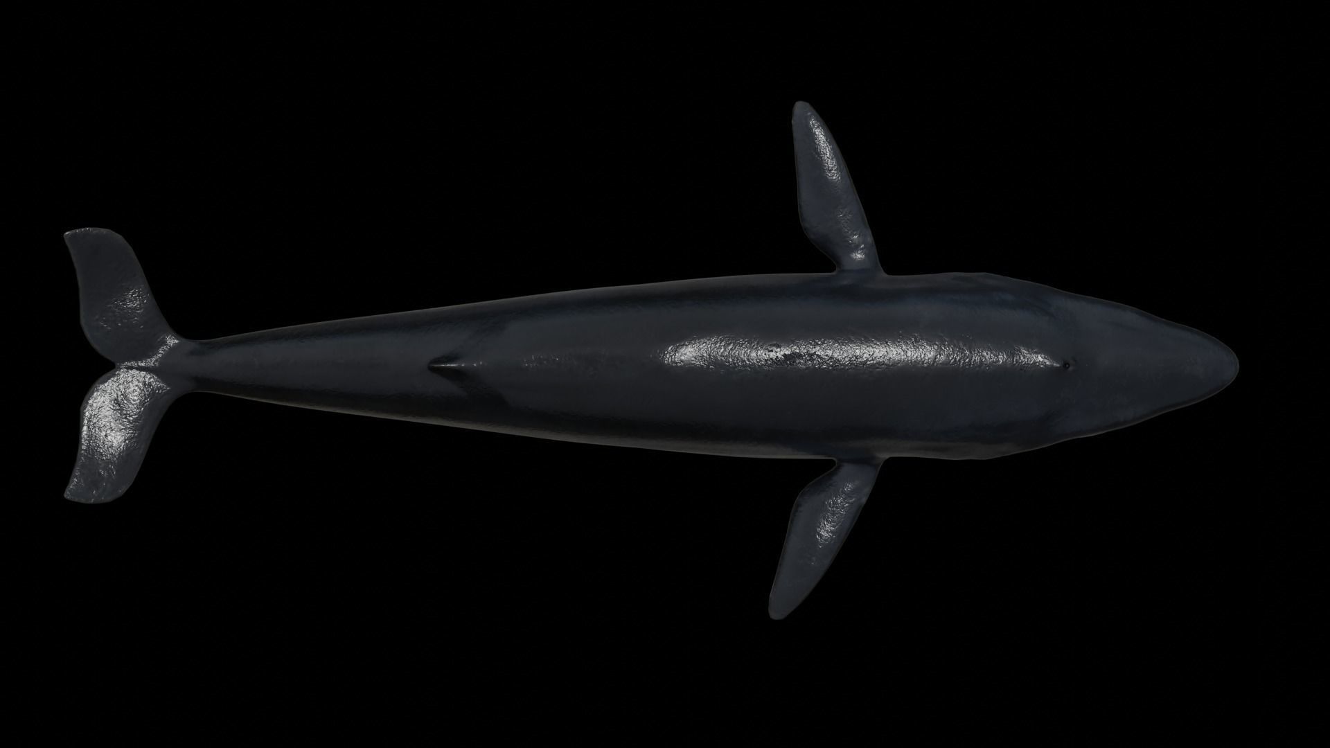 Cetaceans dolphins whales 3D Model Collection_58