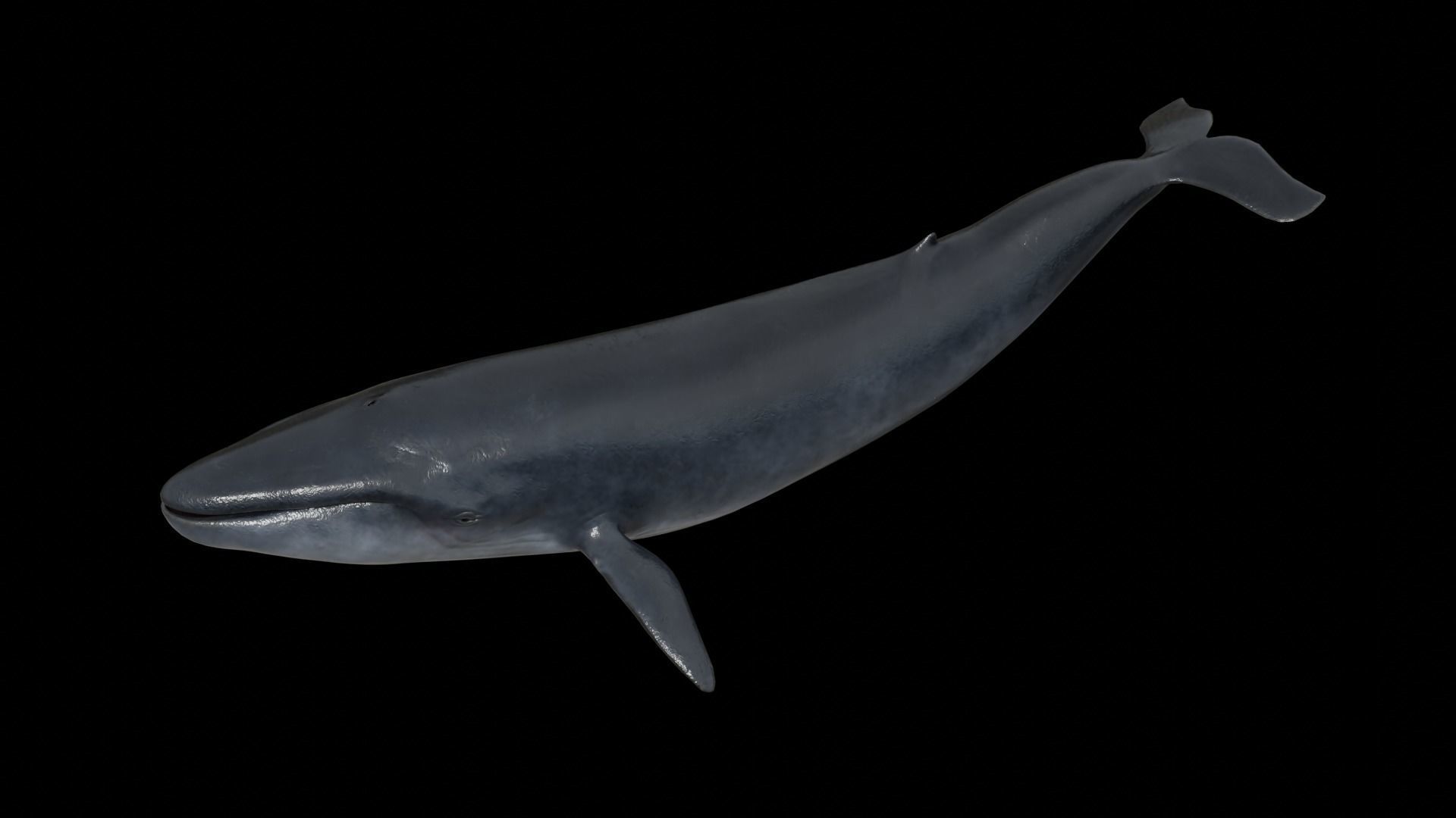 Cetaceans dolphins whales 3D Model Collection_48
