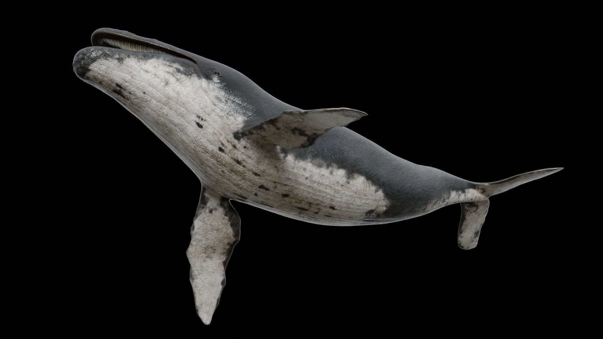 Cetaceans dolphins whales 3D Model Collection_42
