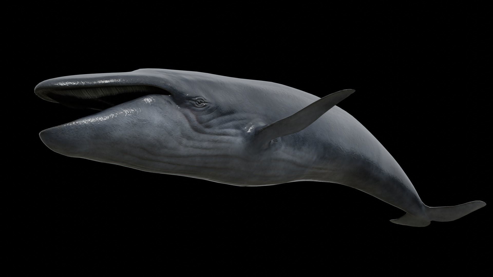Cetaceans dolphins whales 3D Model Collection_49