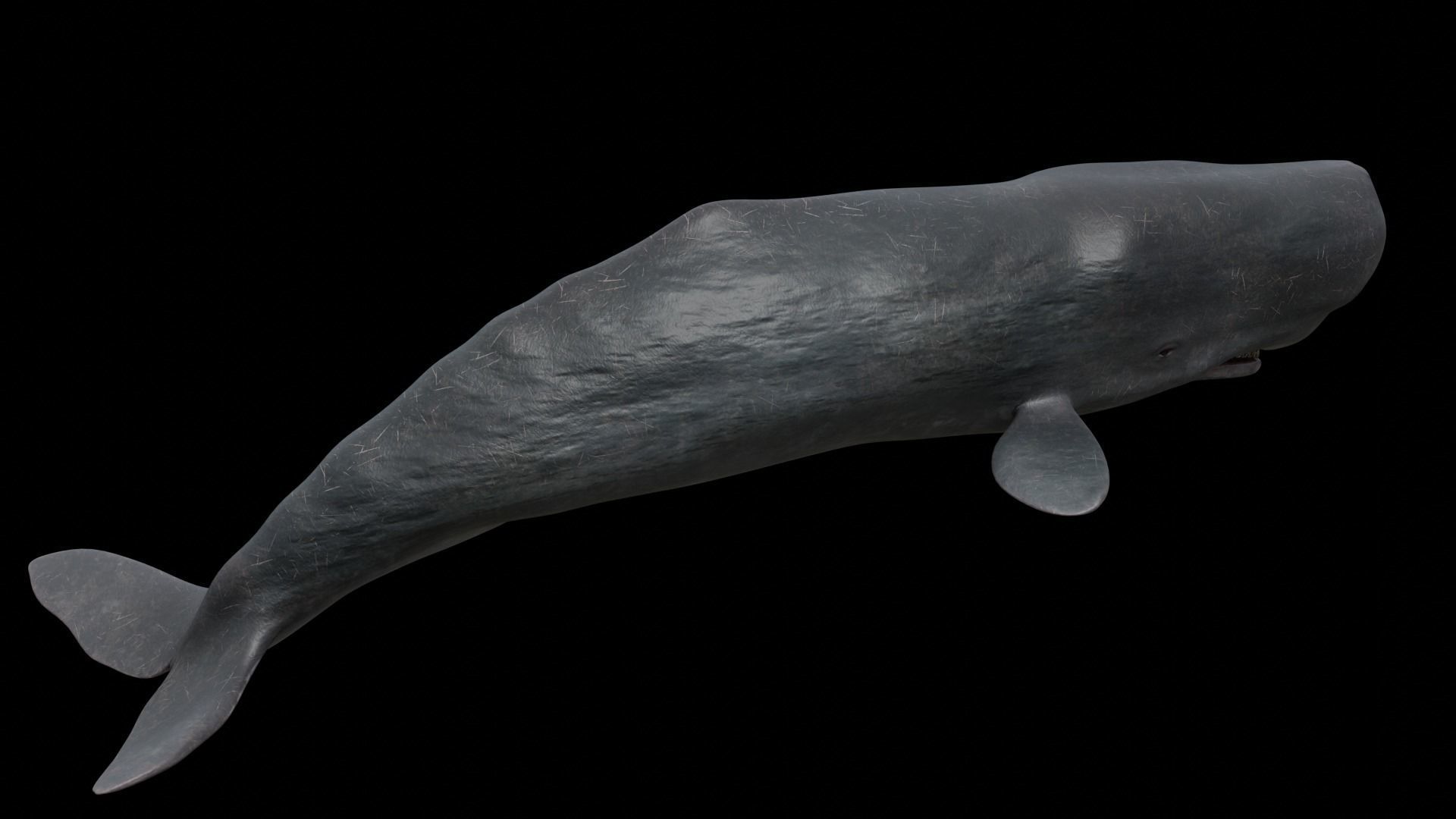 Cetaceans dolphins whales 3D Model Collection_74